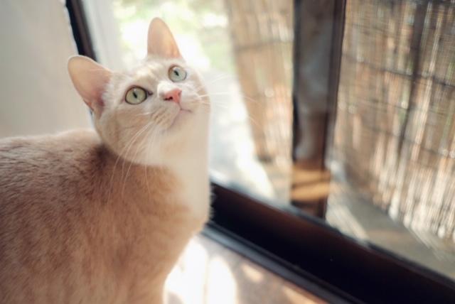 わんにゃんサイトの猫の写真