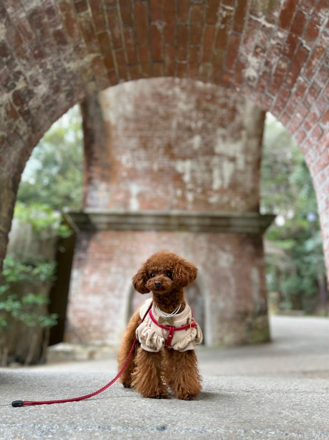 わんにゃんサイトの犬の写真