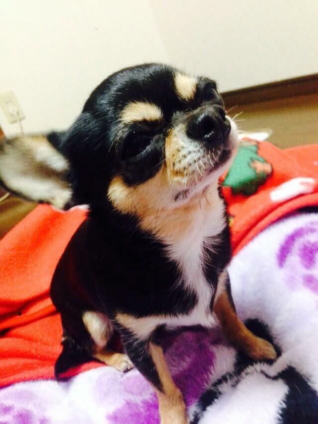 わんにゃんサイトの犬の写真