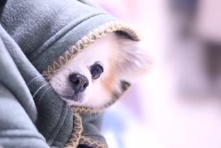 わんにゃんサイトの犬の写真