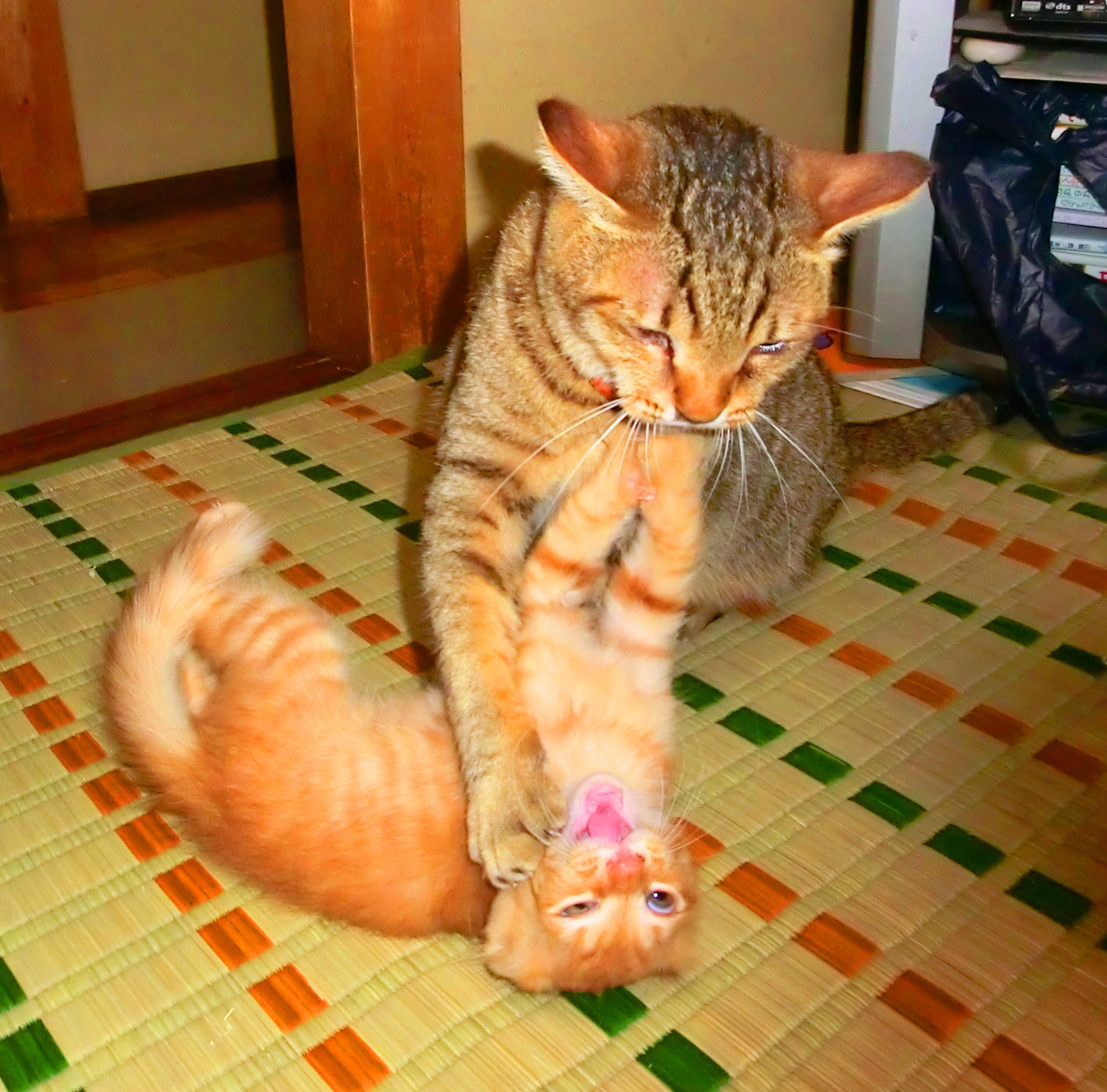 わんにゃんサイトの猫の写真