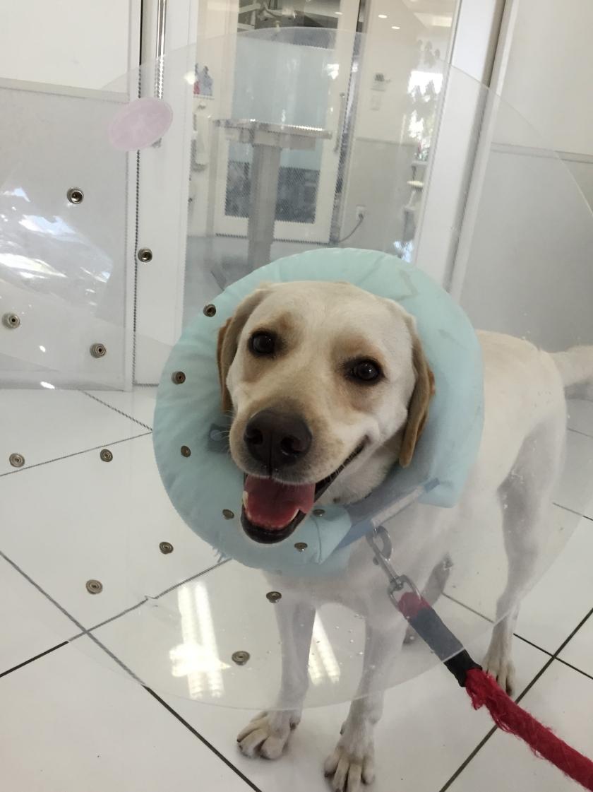 わんにゃんサイトの犬の写真