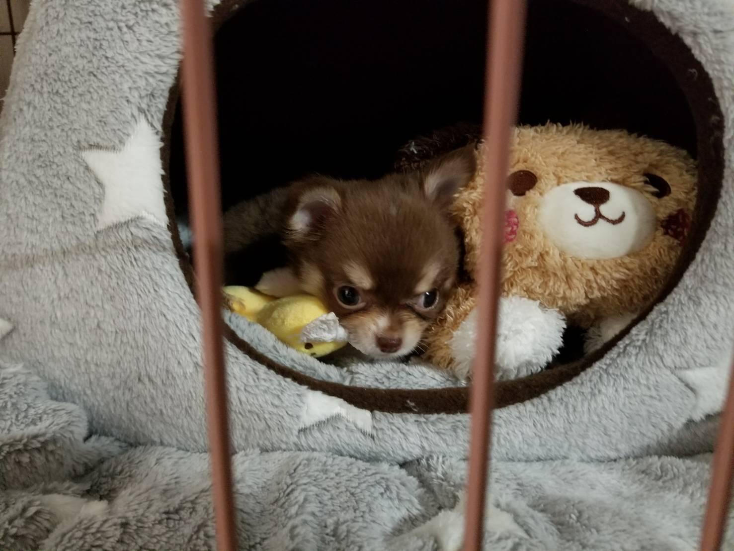 わんにゃんサイトの犬の写真