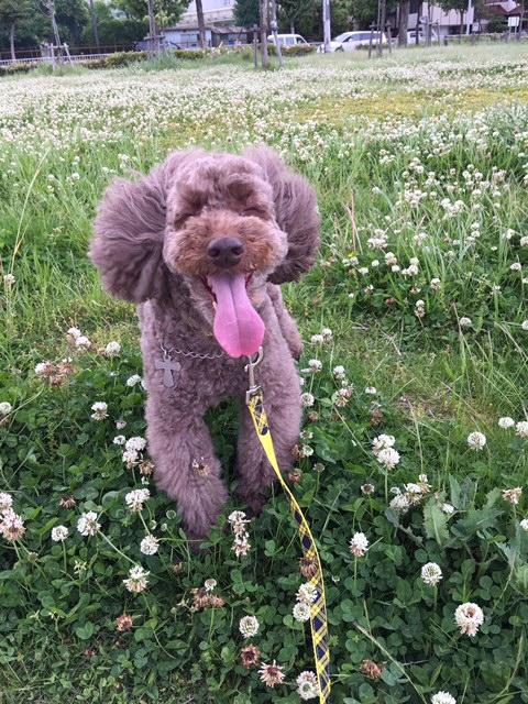 わんにゃんサイトの犬の写真