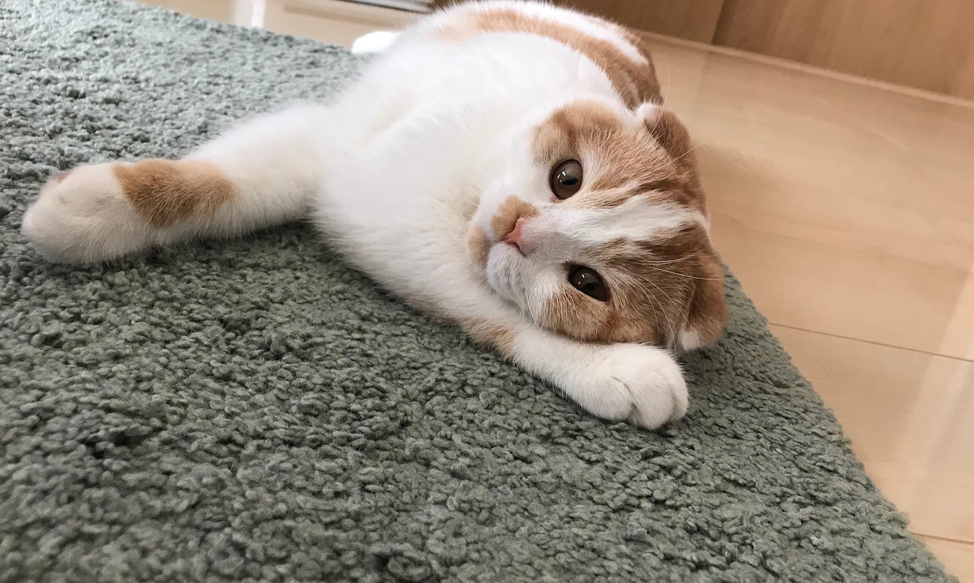 わんにゃんサイトの猫の写真