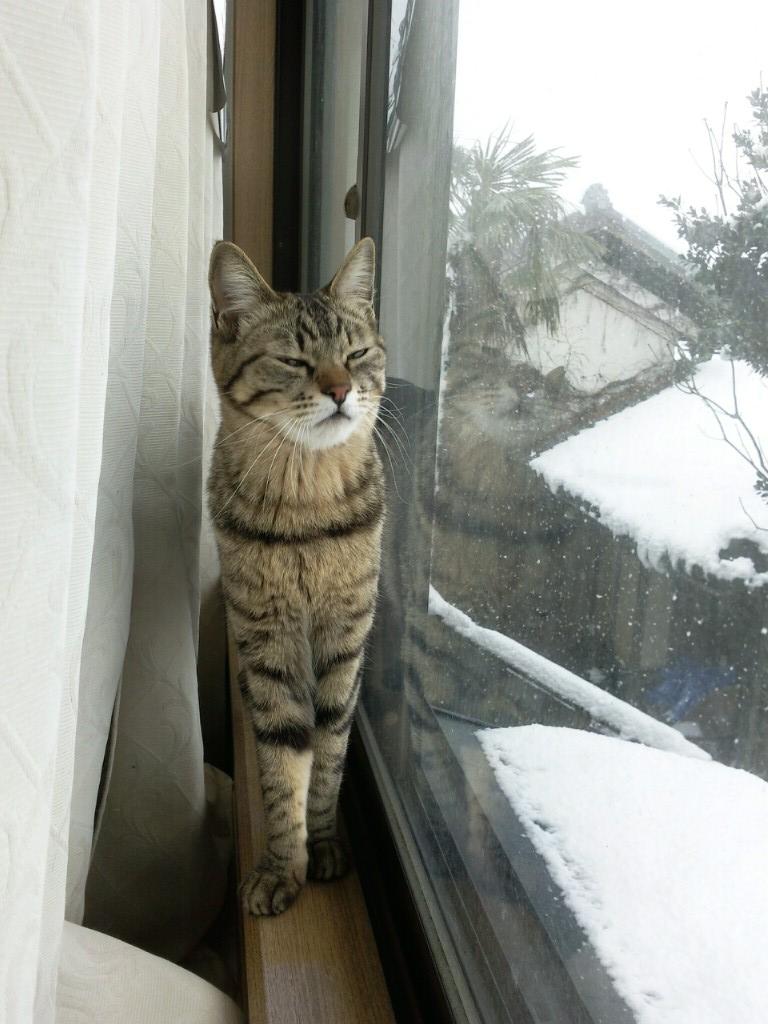 わんにゃんサイトの猫の写真