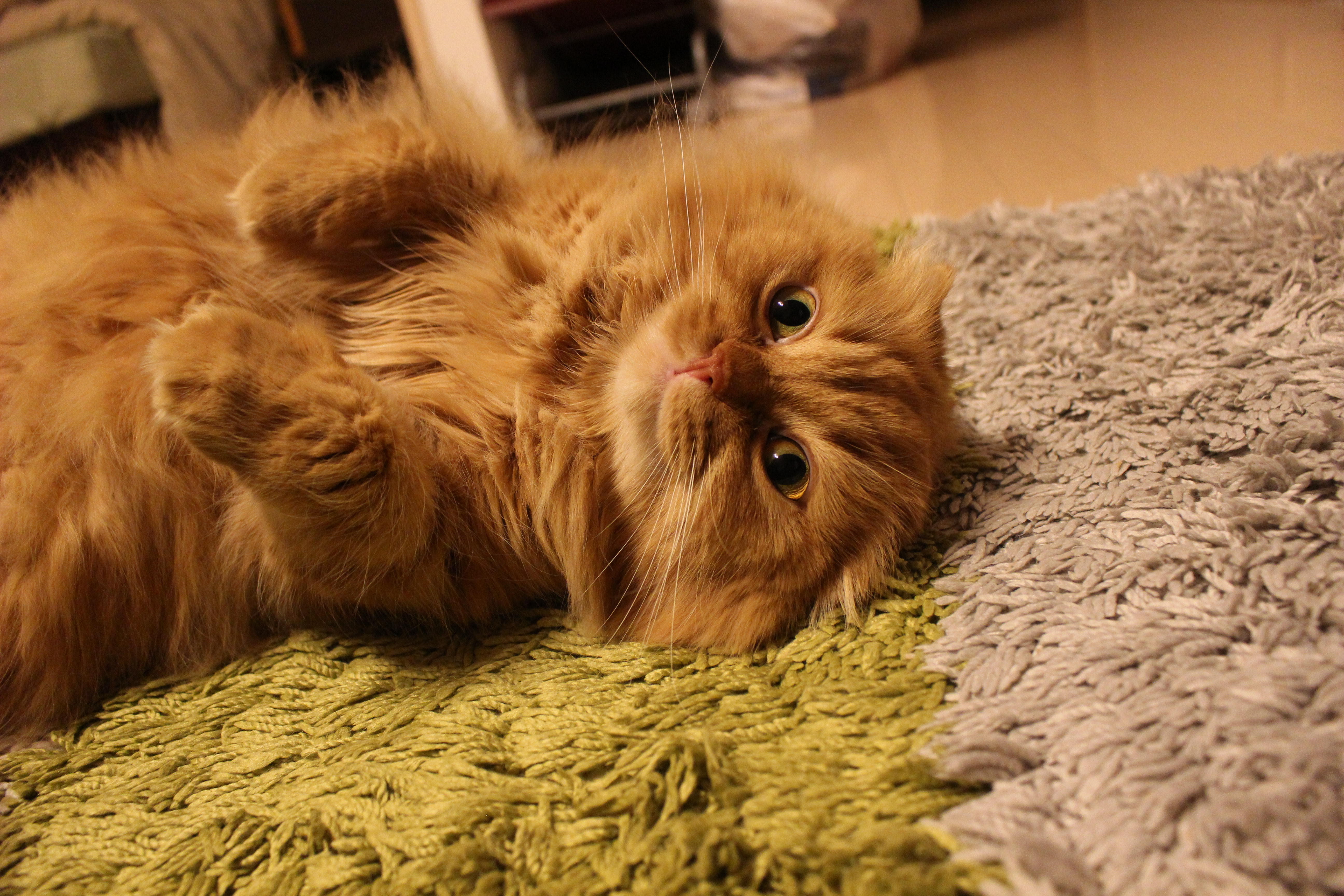 わんにゃんサイトの猫の写真