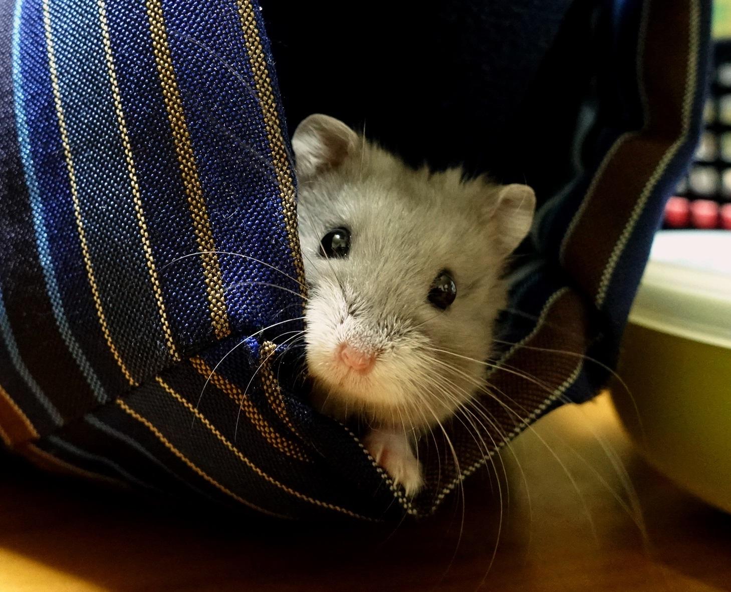 わんにゃんサイトのその他の写真