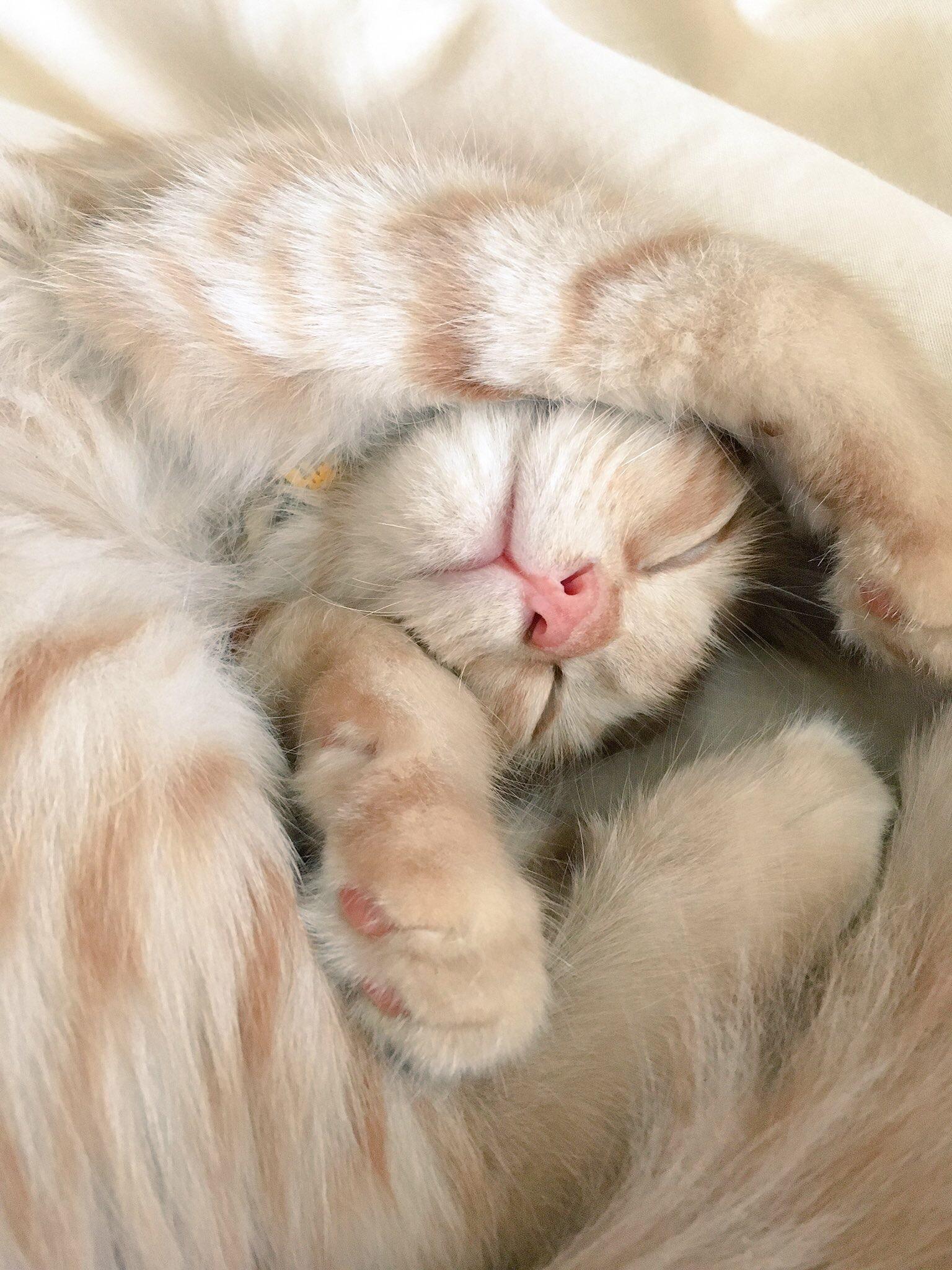 わんにゃんサイトの猫の写真