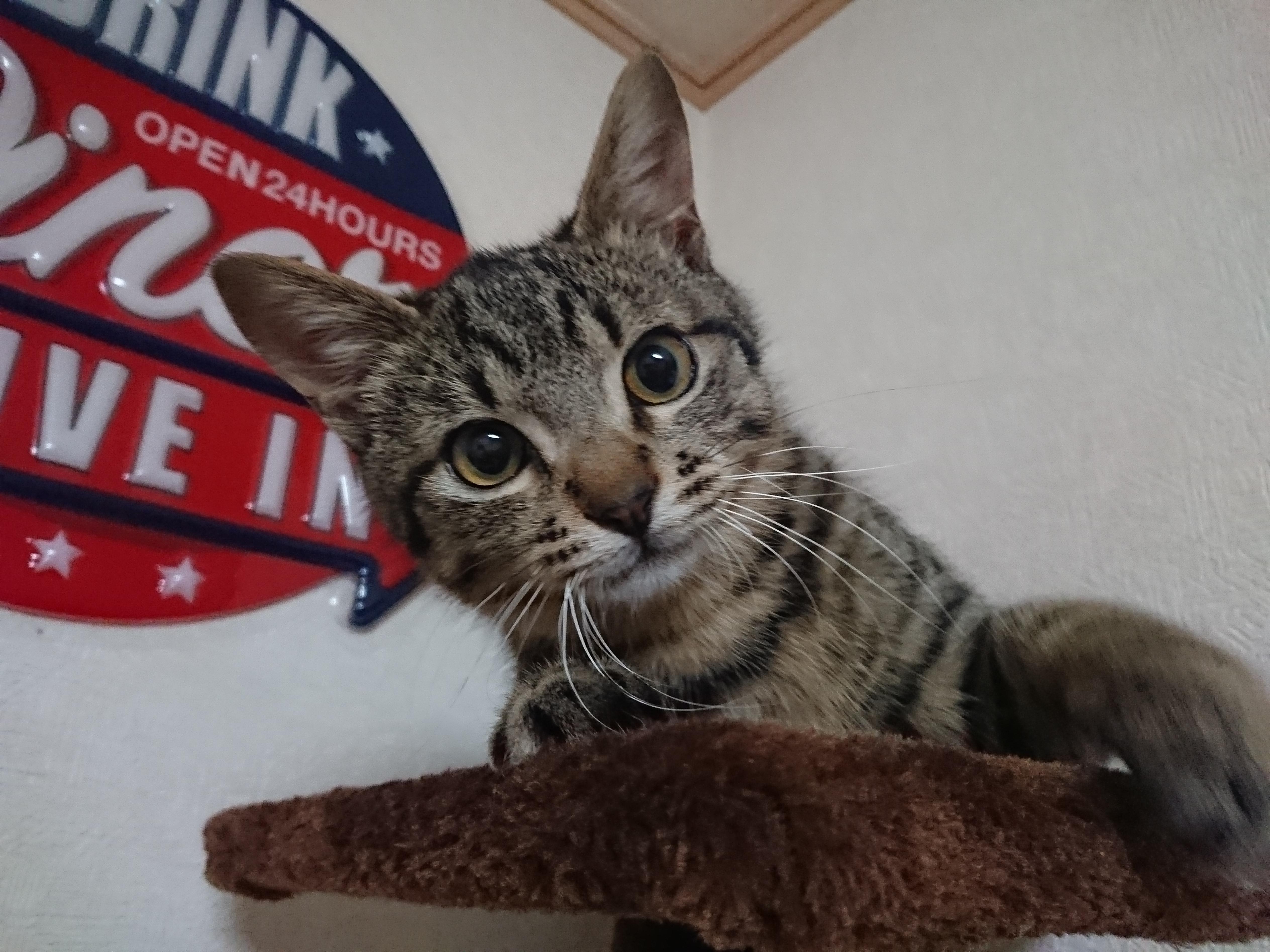 わんにゃんサイトの猫の写真