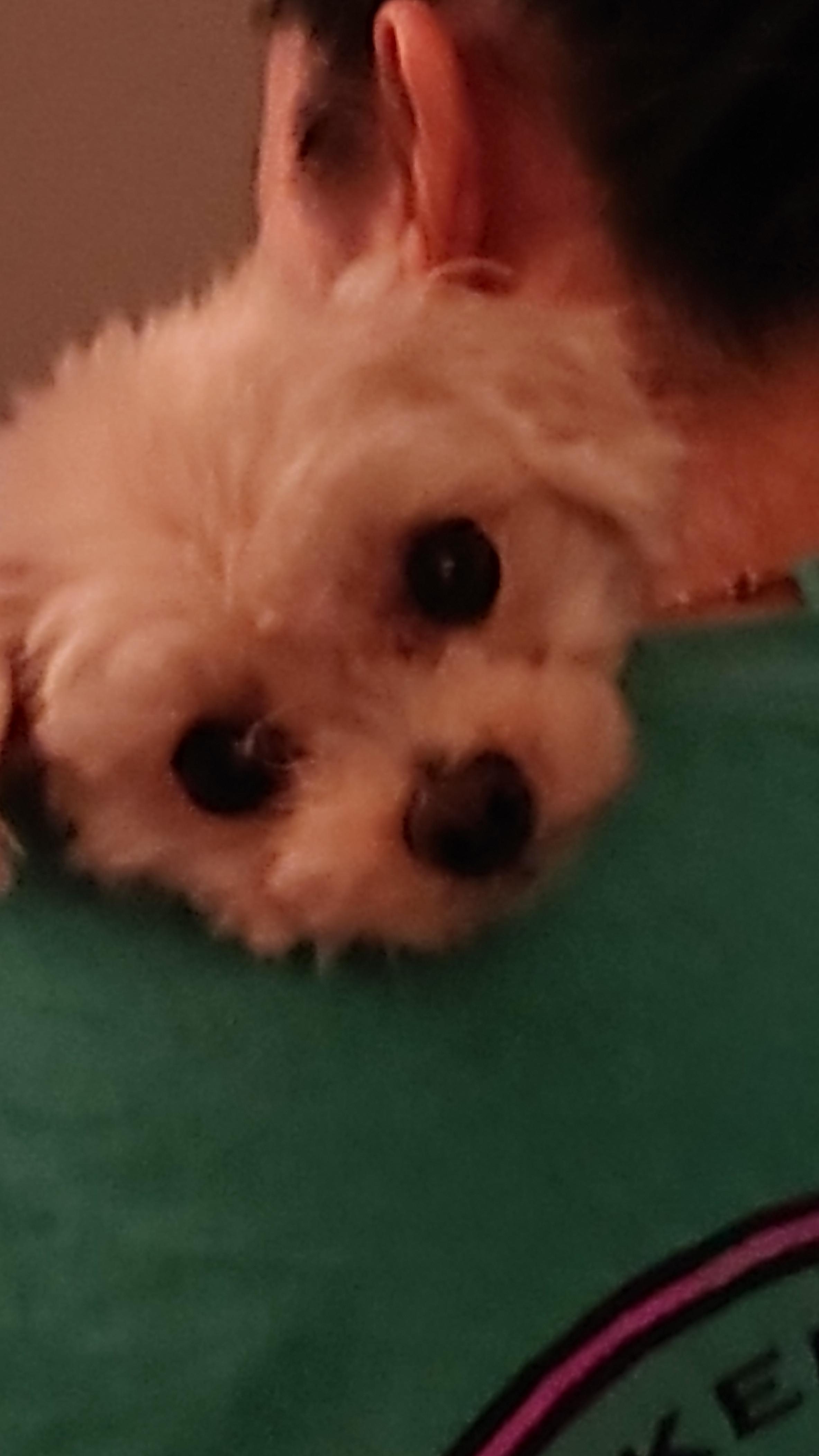 わんにゃんサイトの犬の写真