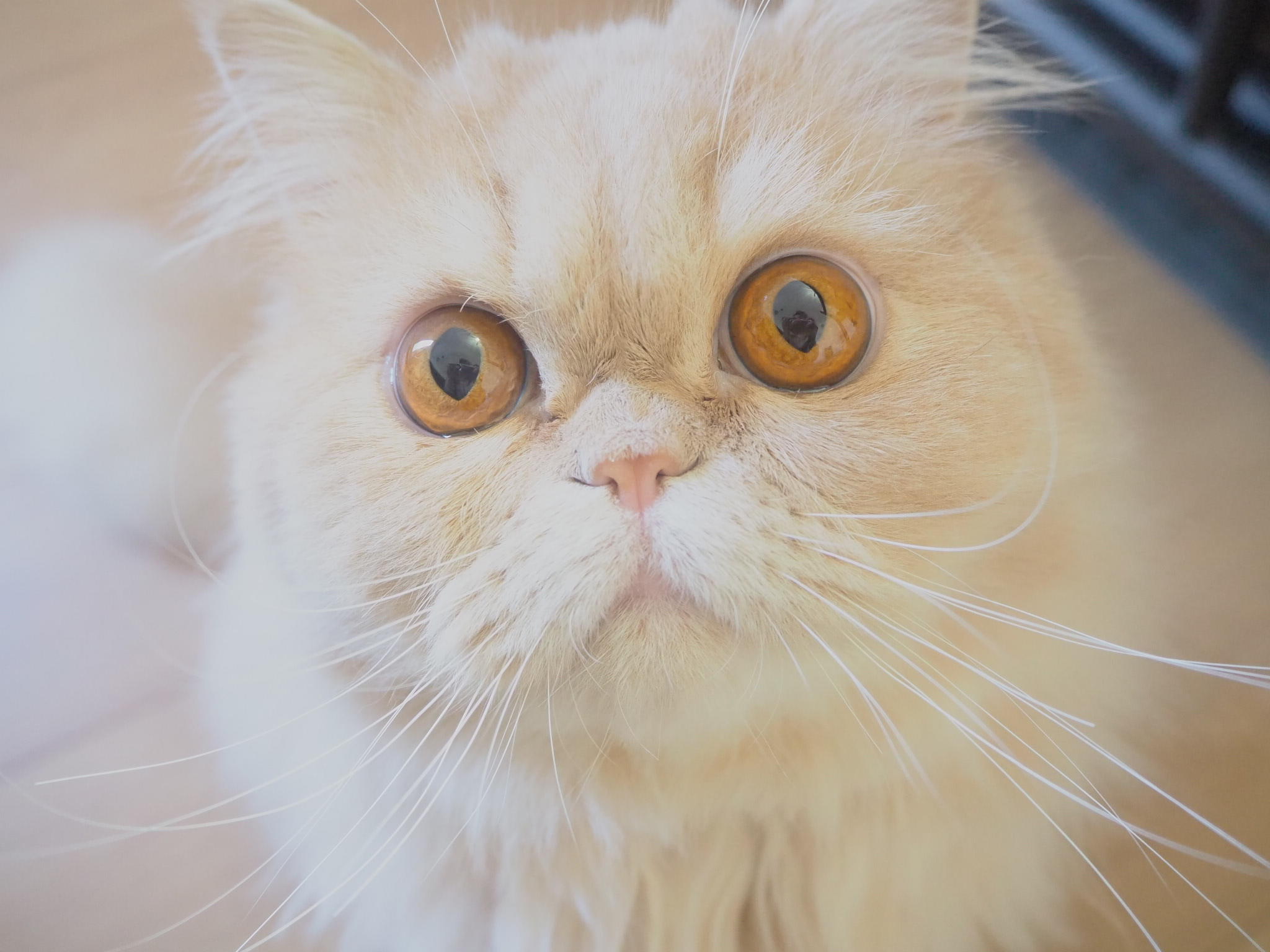 わんにゃんサイトの猫の写真