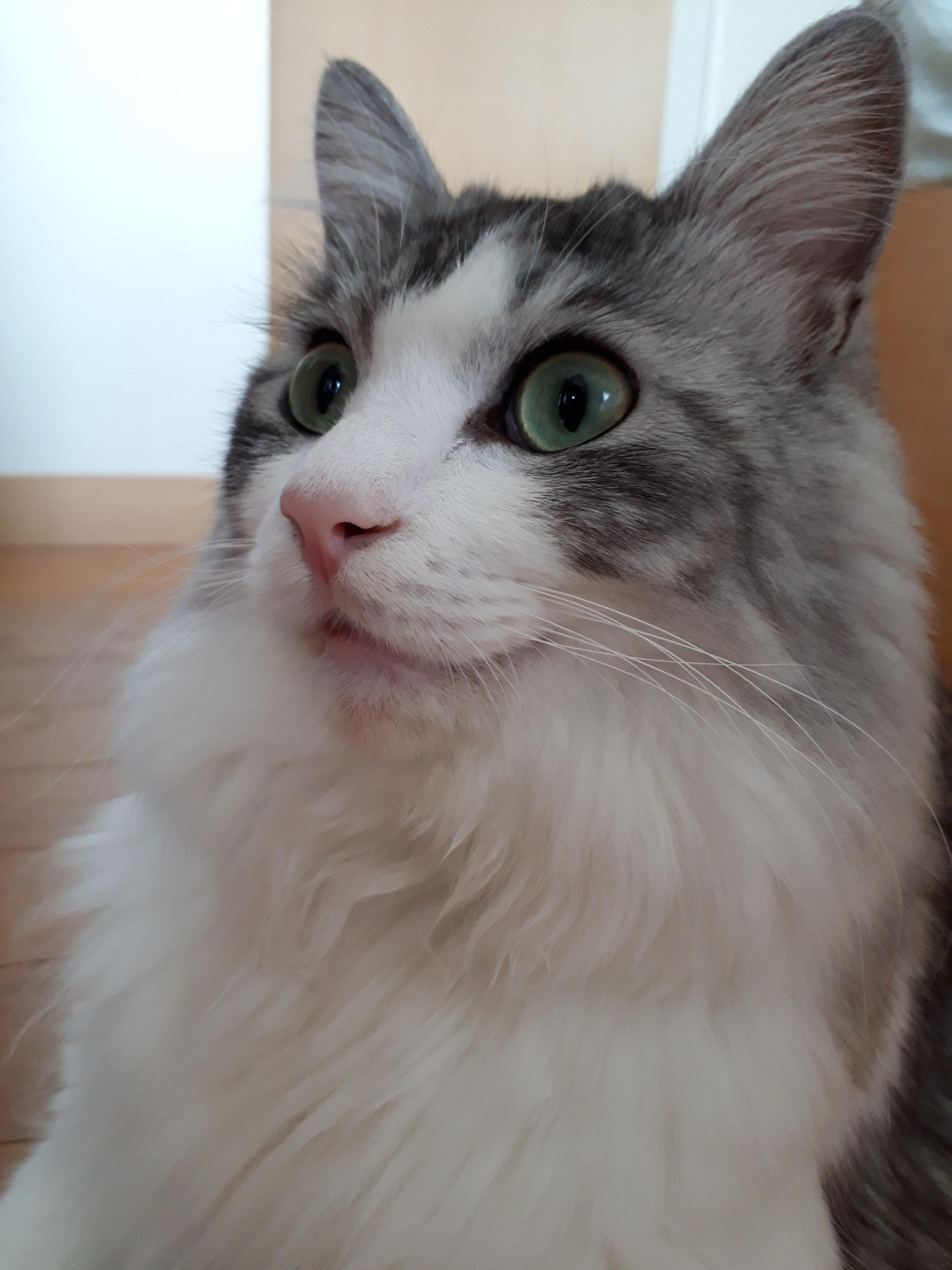 わんにゃんサイトの猫の写真