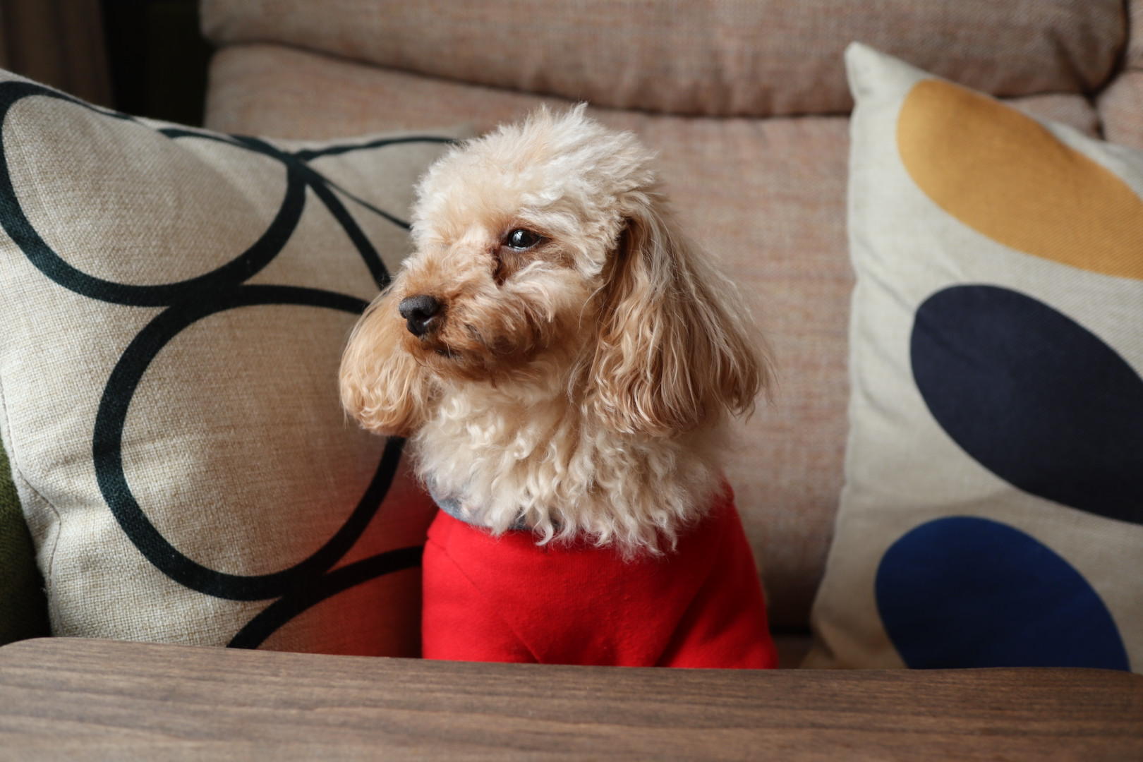 わんにゃんサイトの犬の写真