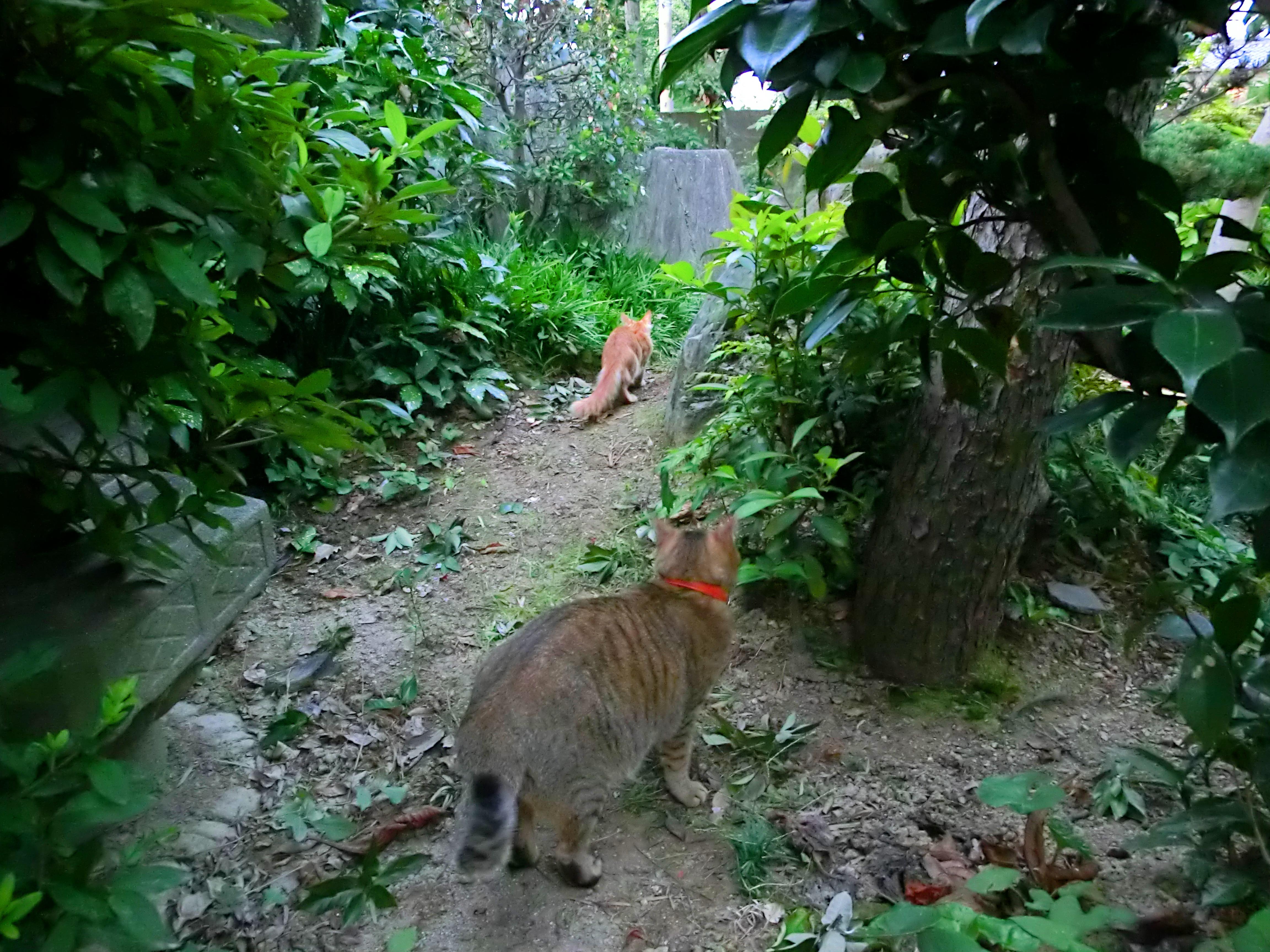 わんにゃんサイトの猫の写真