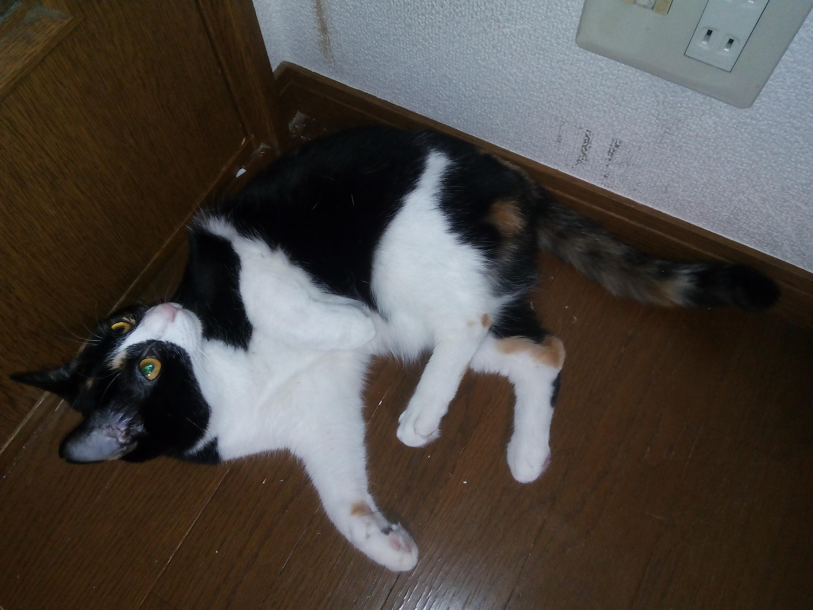 わんにゃんサイトの猫の写真