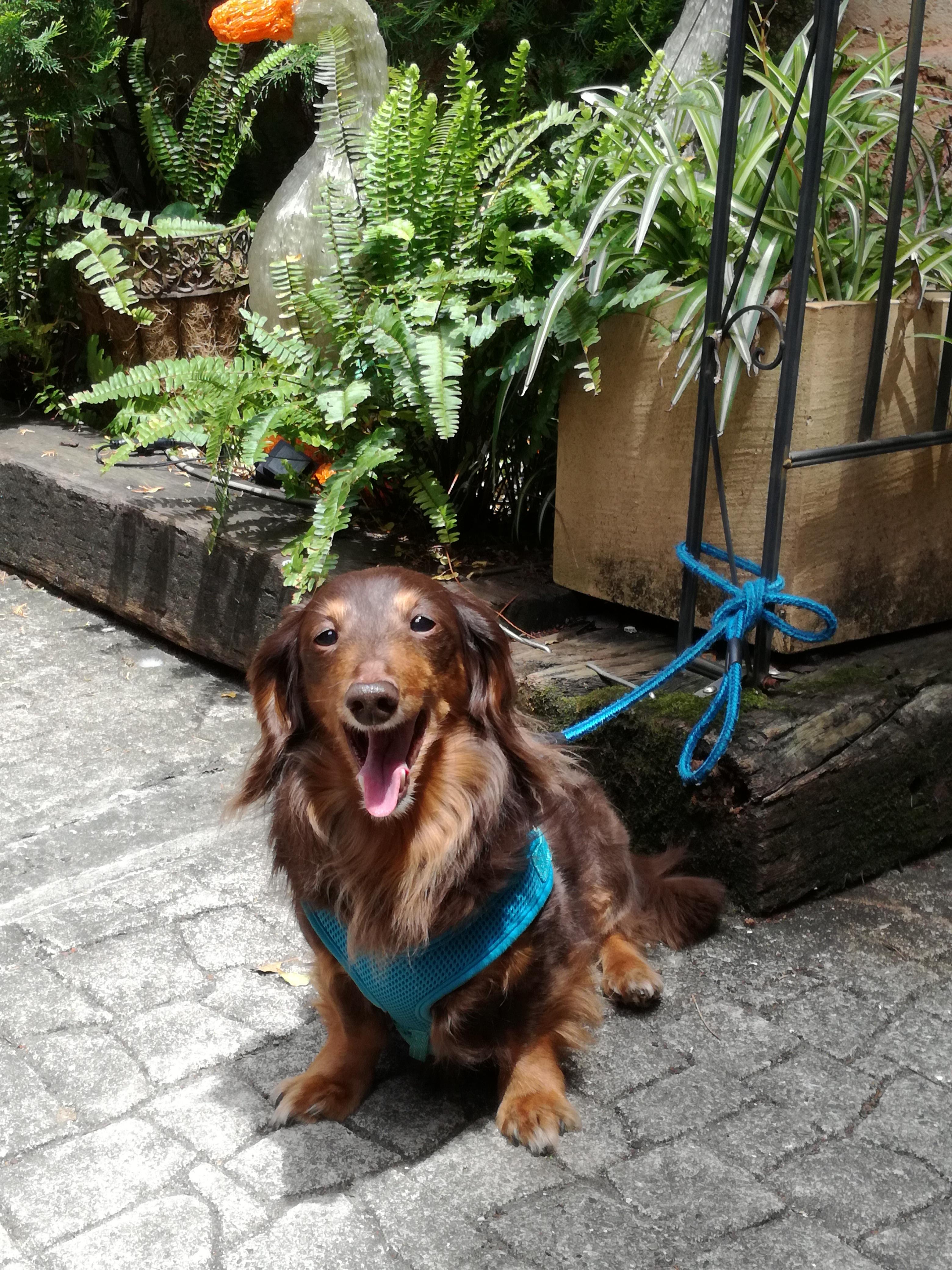 わんにゃんサイトの犬の写真