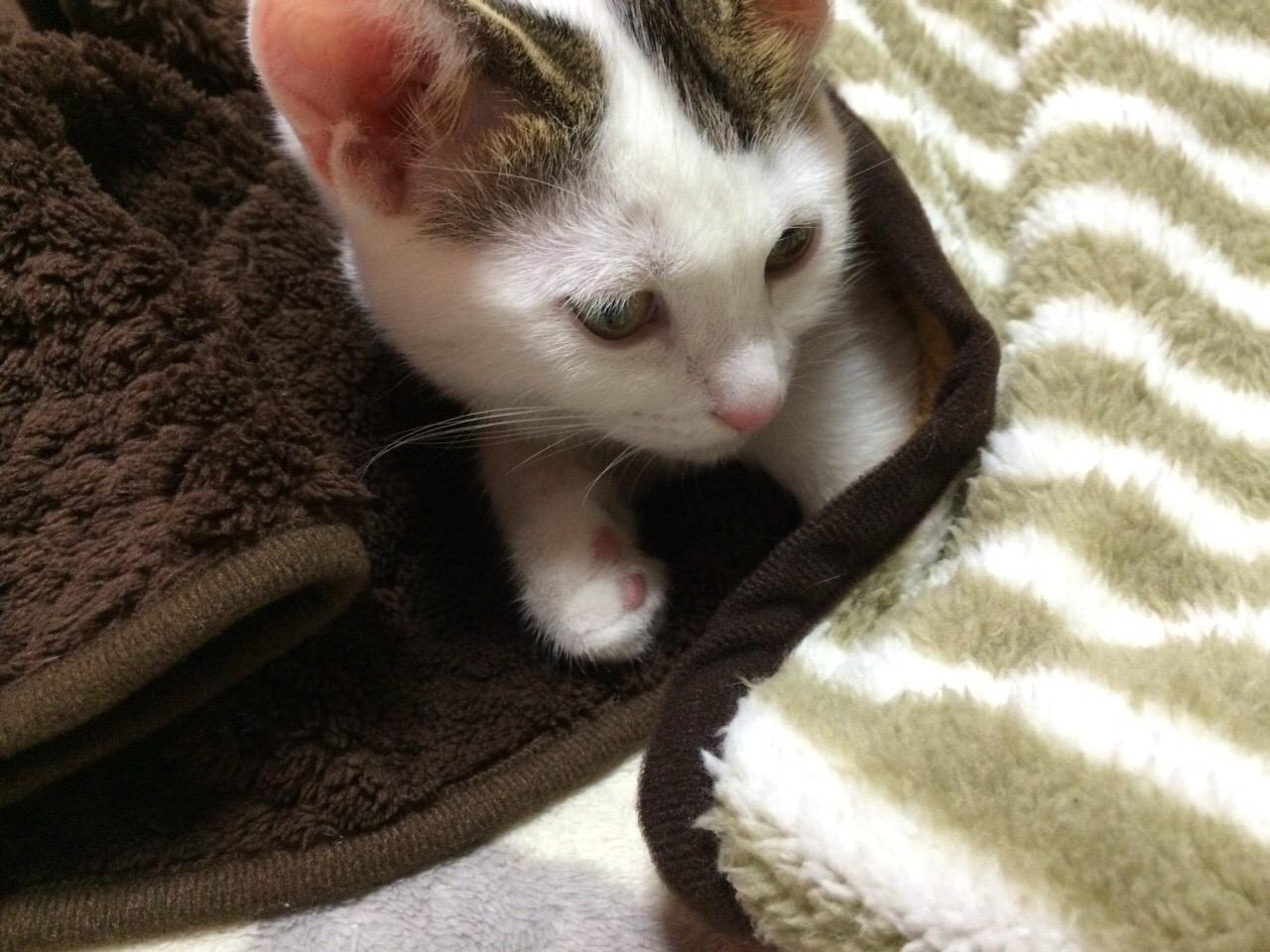 わんにゃんサイトの猫の写真