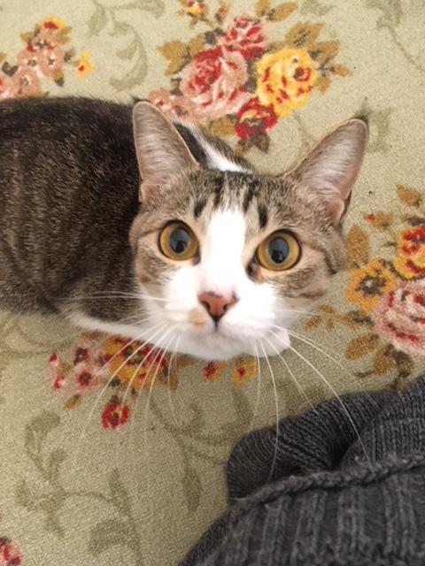 わんにゃんサイトの猫の写真