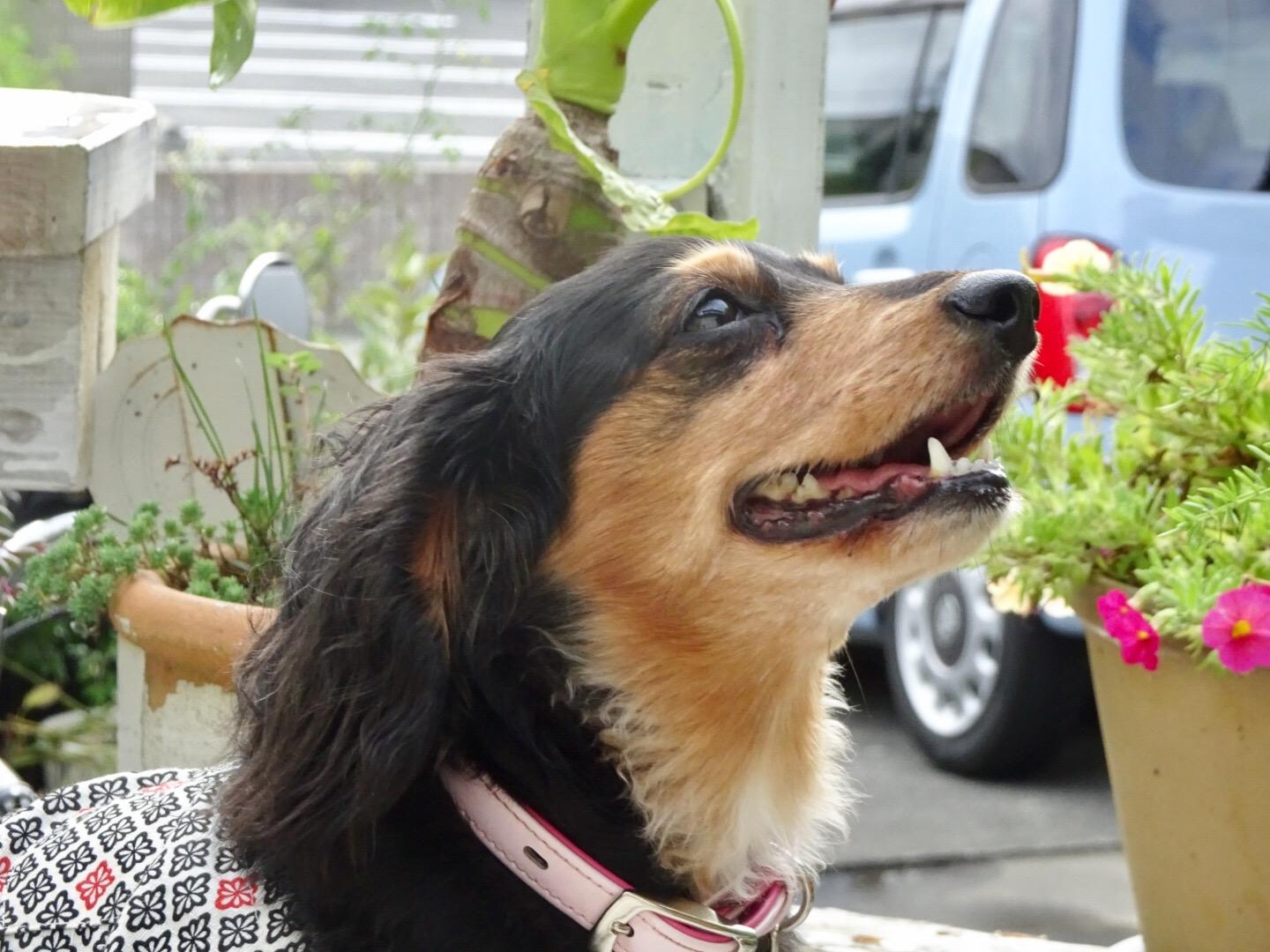 わんにゃんサイトの犬の写真