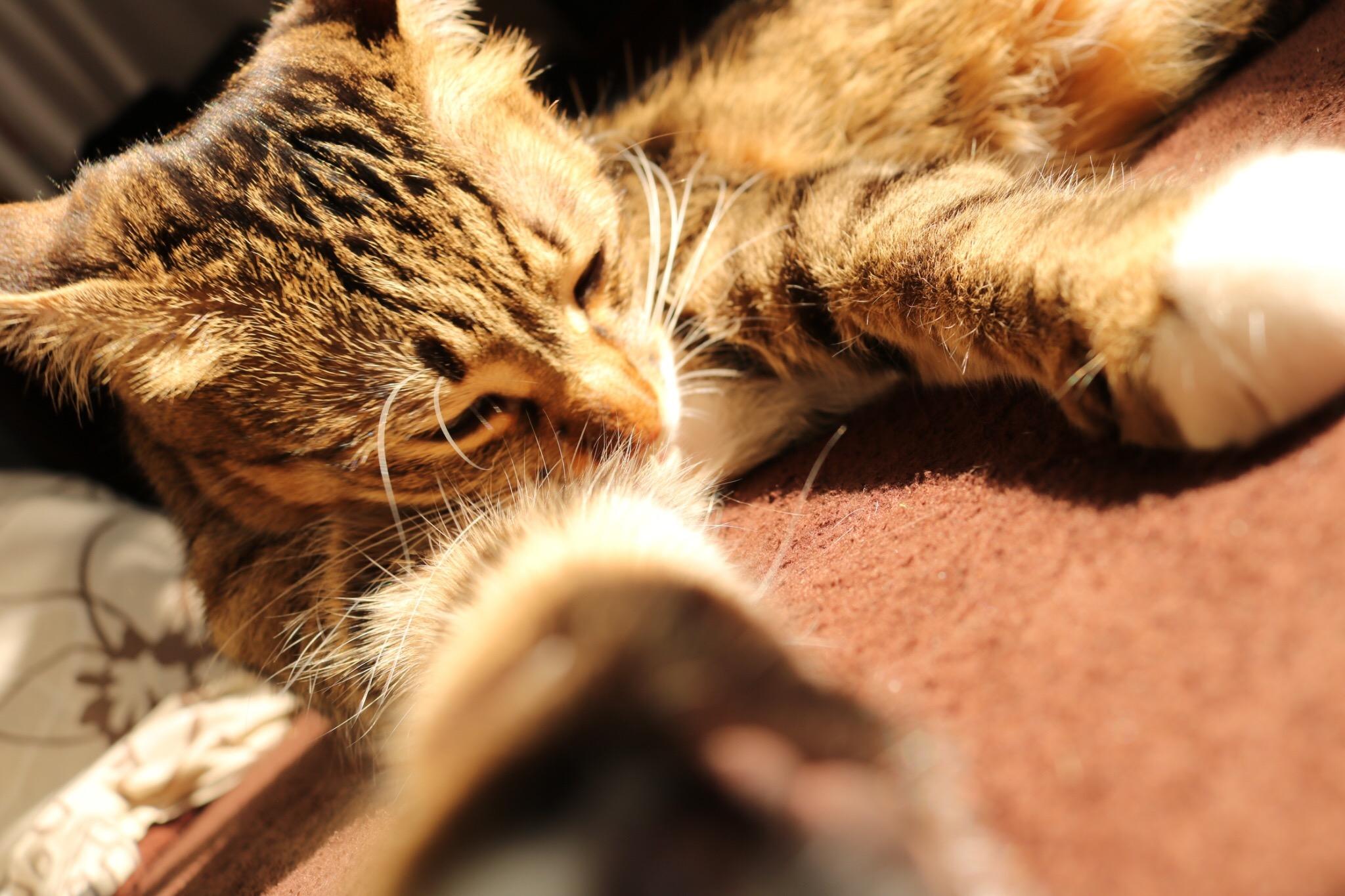 わんにゃんサイトの猫の写真