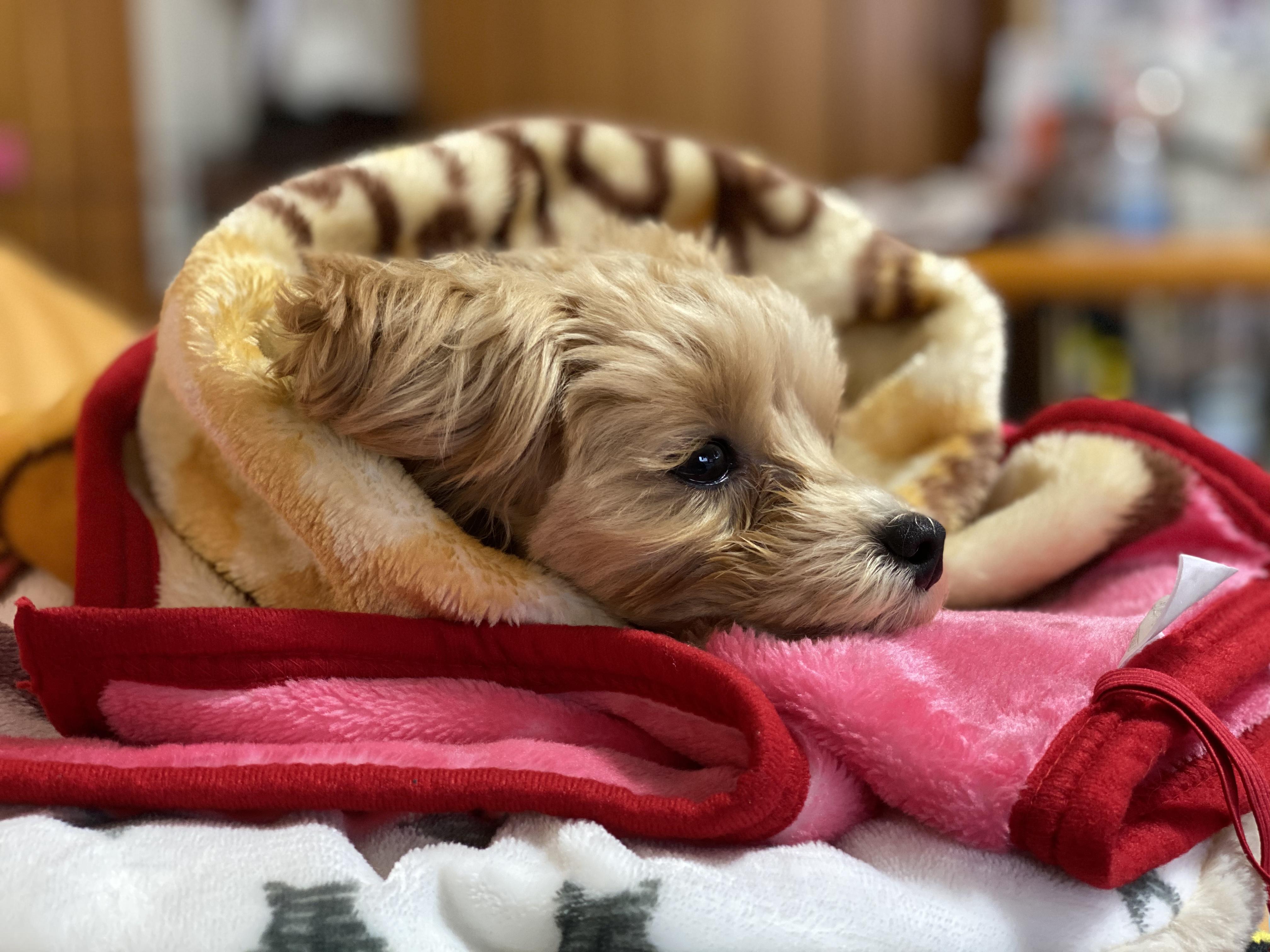 わんにゃんサイトの犬の写真