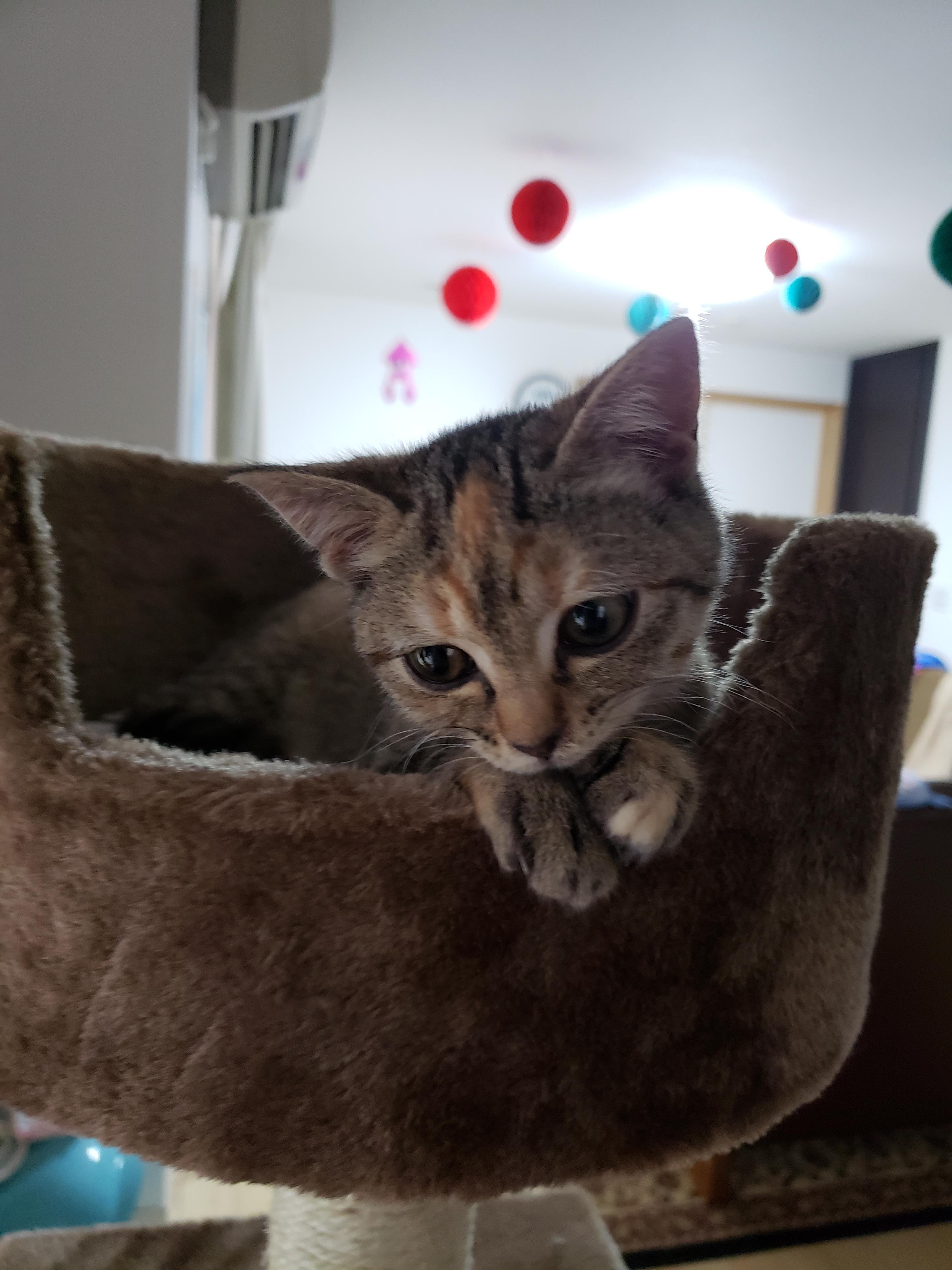 わんにゃんサイトの猫の写真