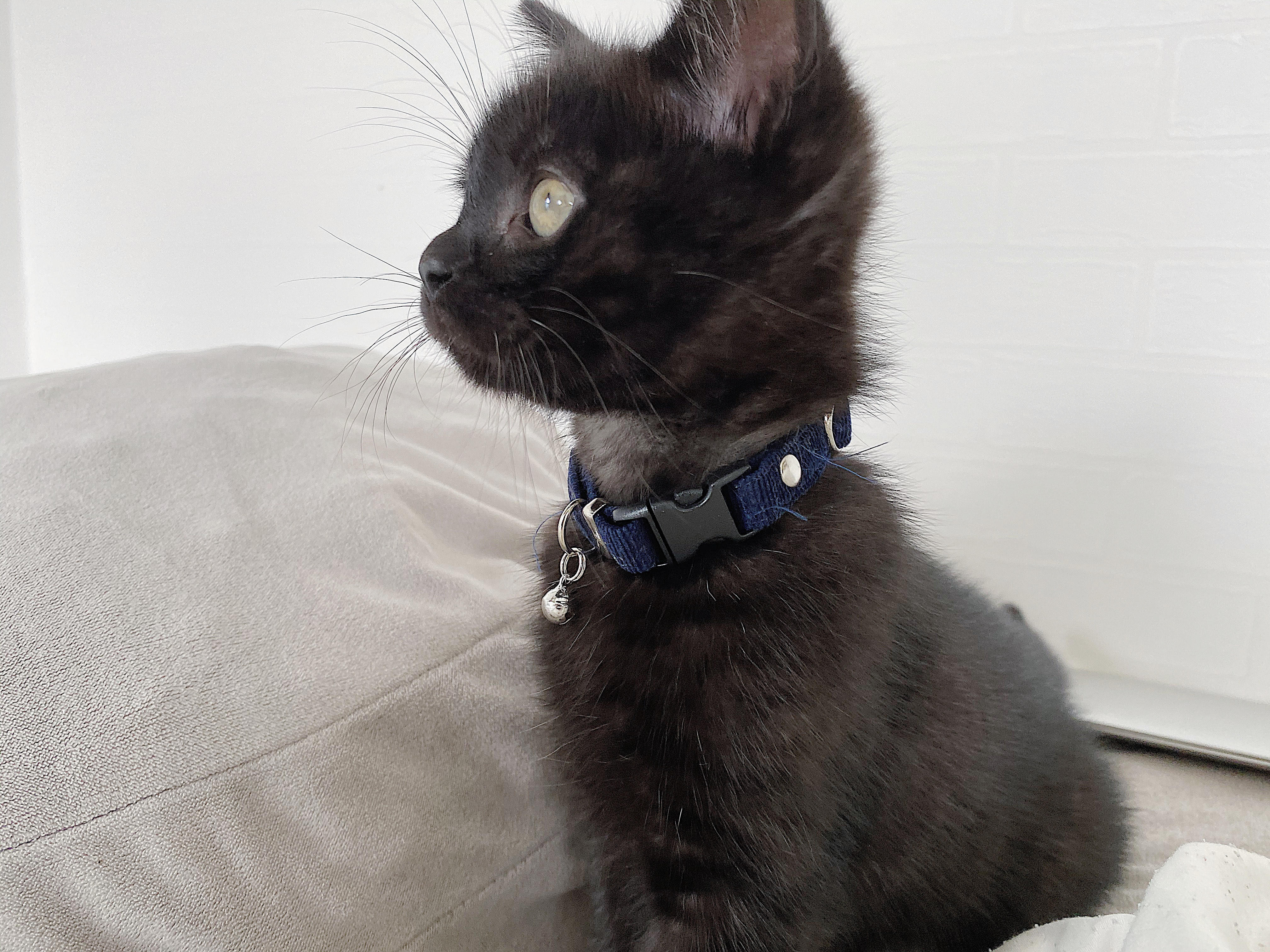 わんにゃんサイトの猫の写真