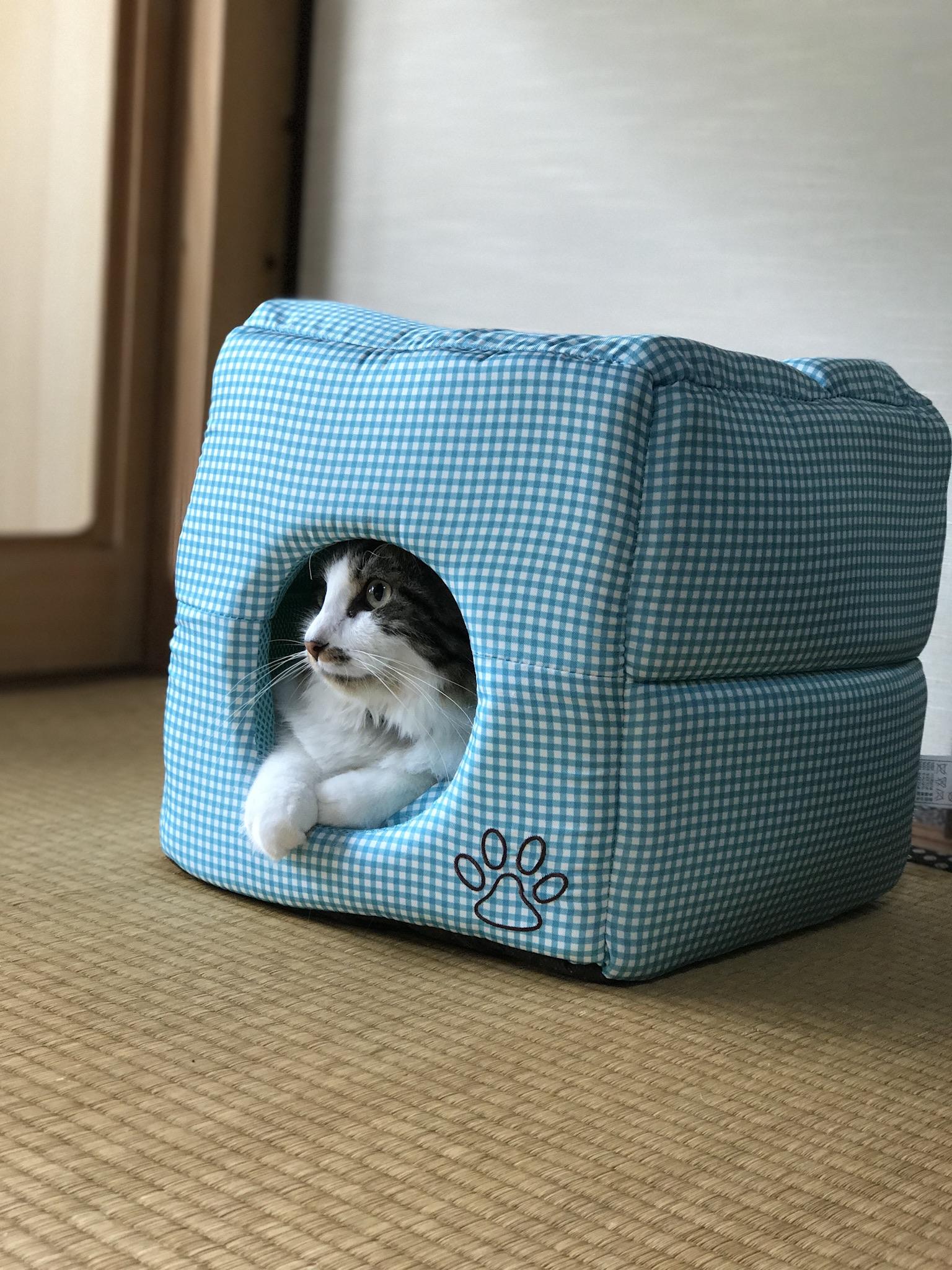 わんにゃんサイトの猫の写真