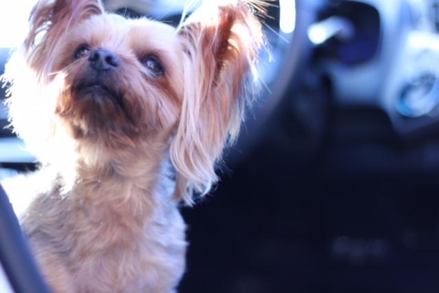 わんにゃんサイトの犬の写真