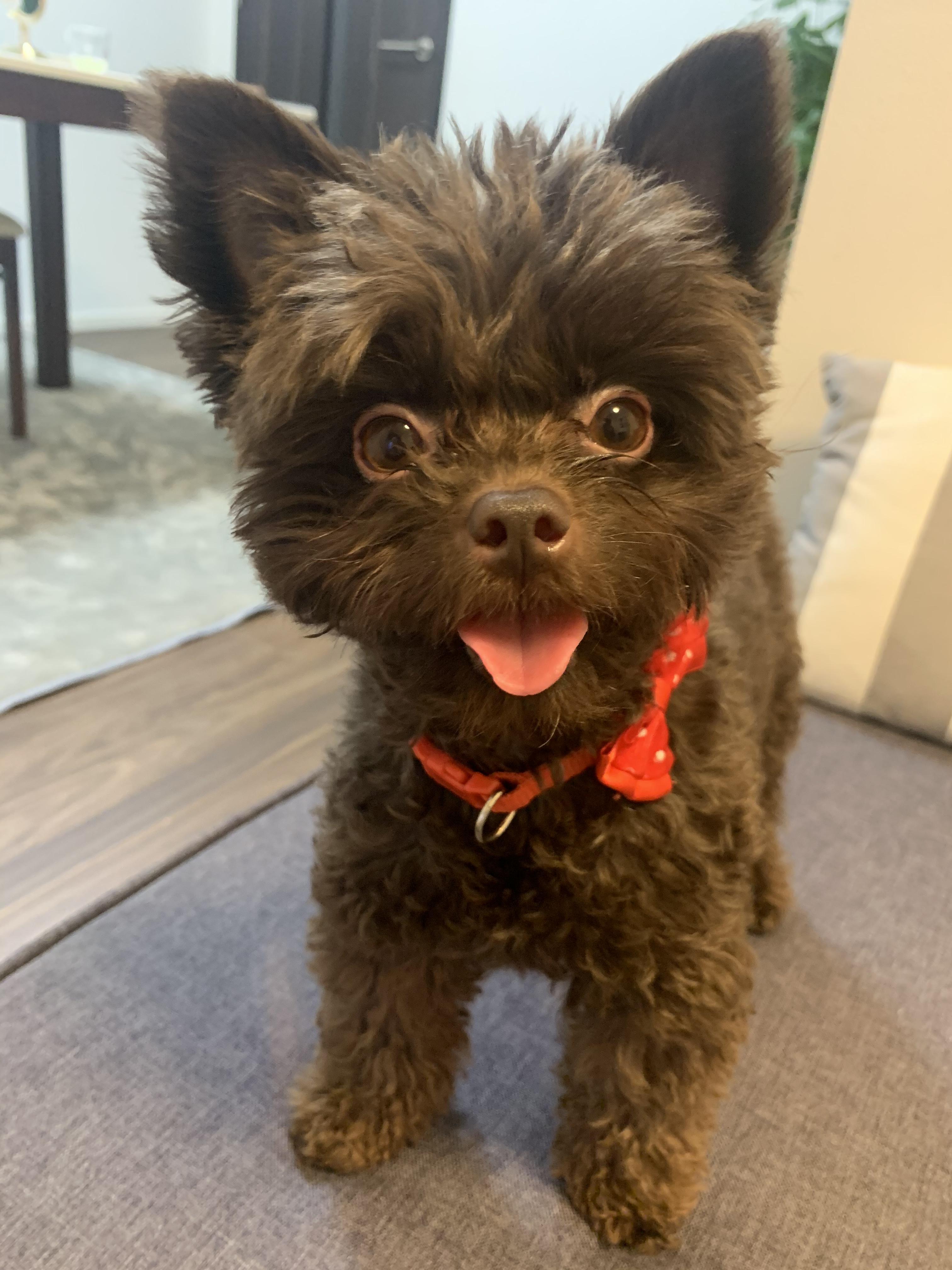 わんにゃんサイトの犬の写真