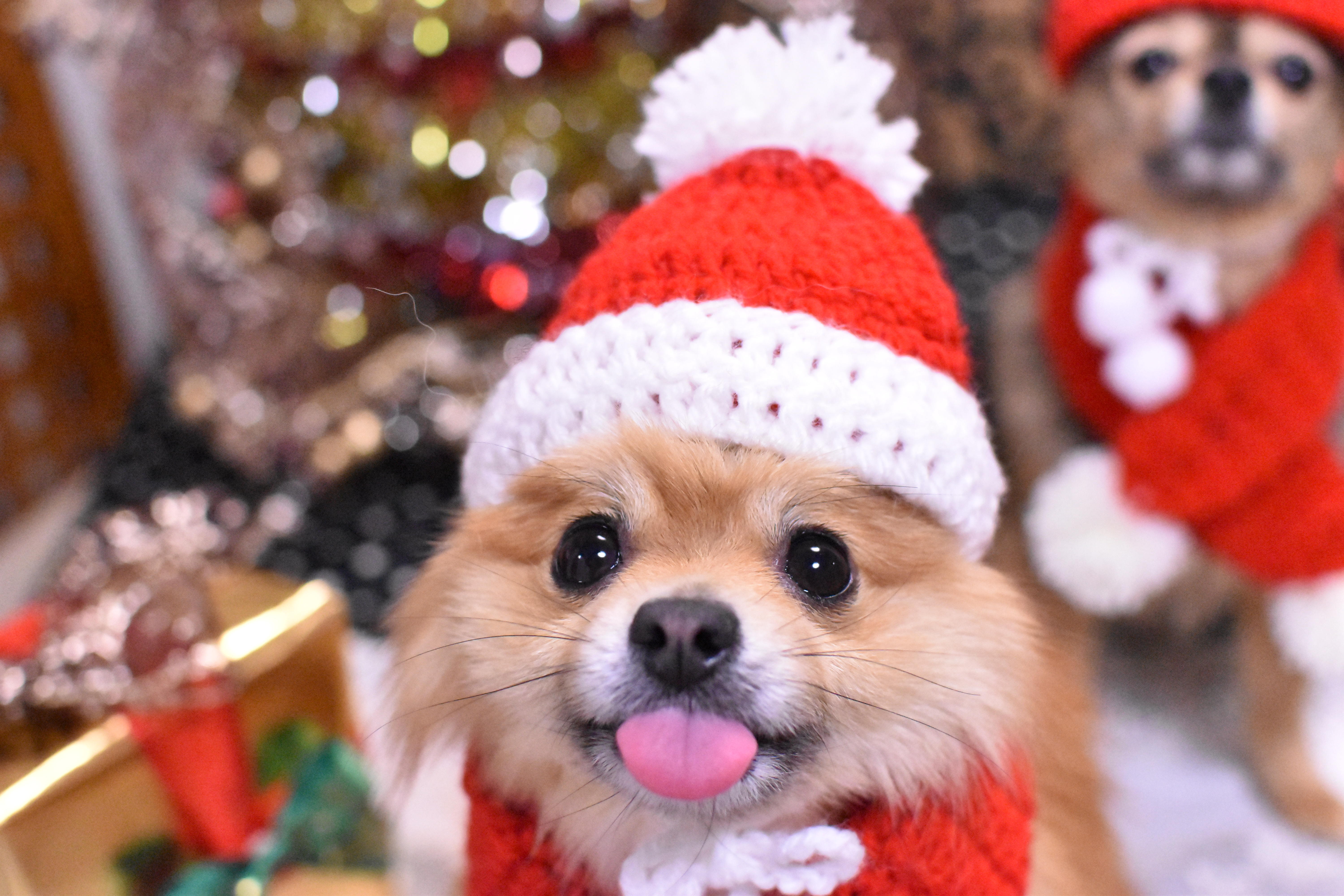 わんにゃんサイトの犬の写真