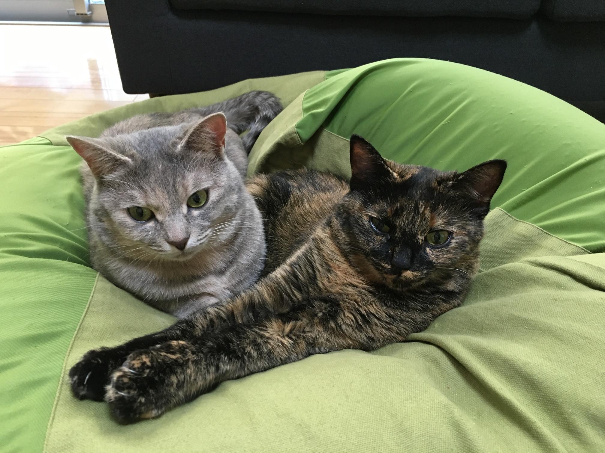 わんにゃんサイトの猫の写真