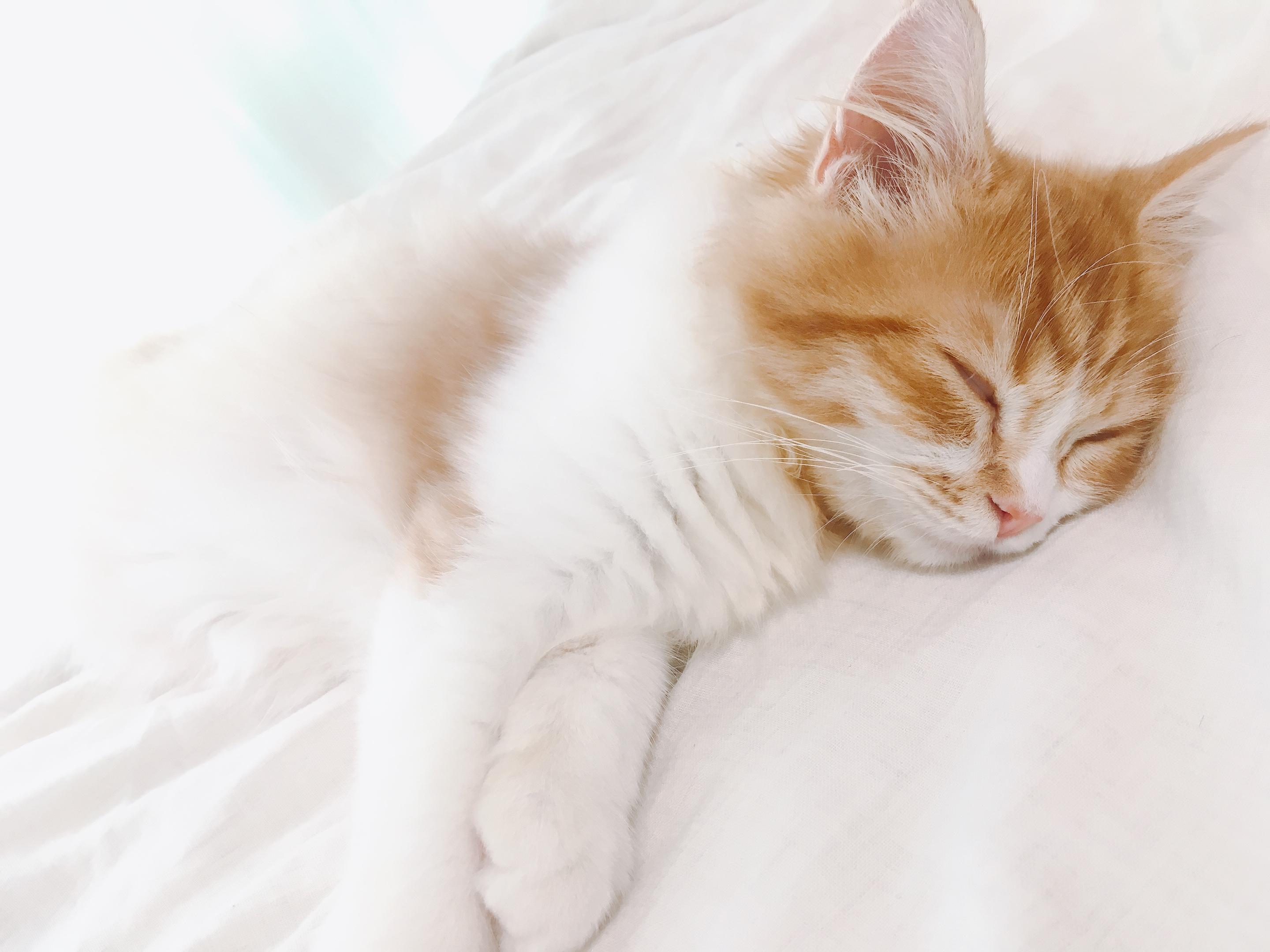 わんにゃんサイトの猫の写真