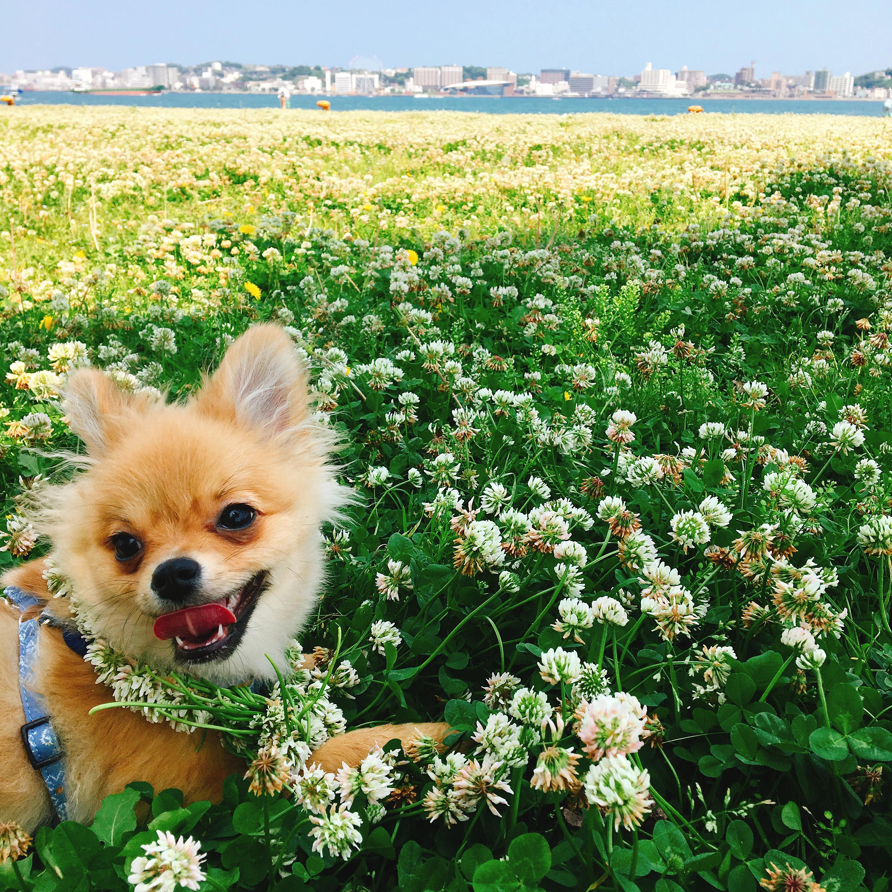 わんにゃんサイトの犬の写真