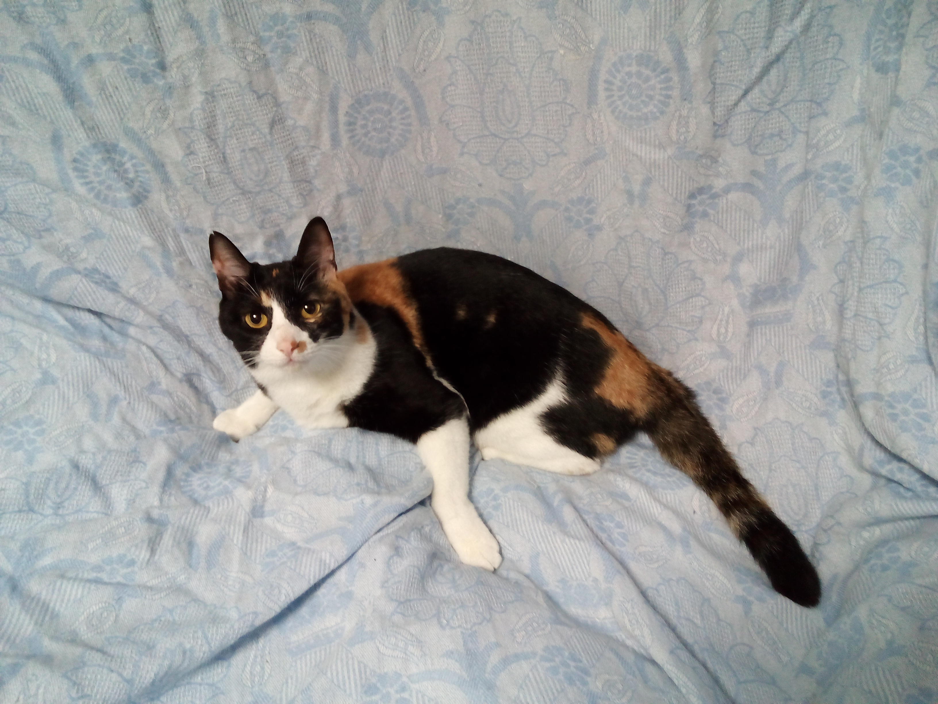 わんにゃんサイトの猫の写真