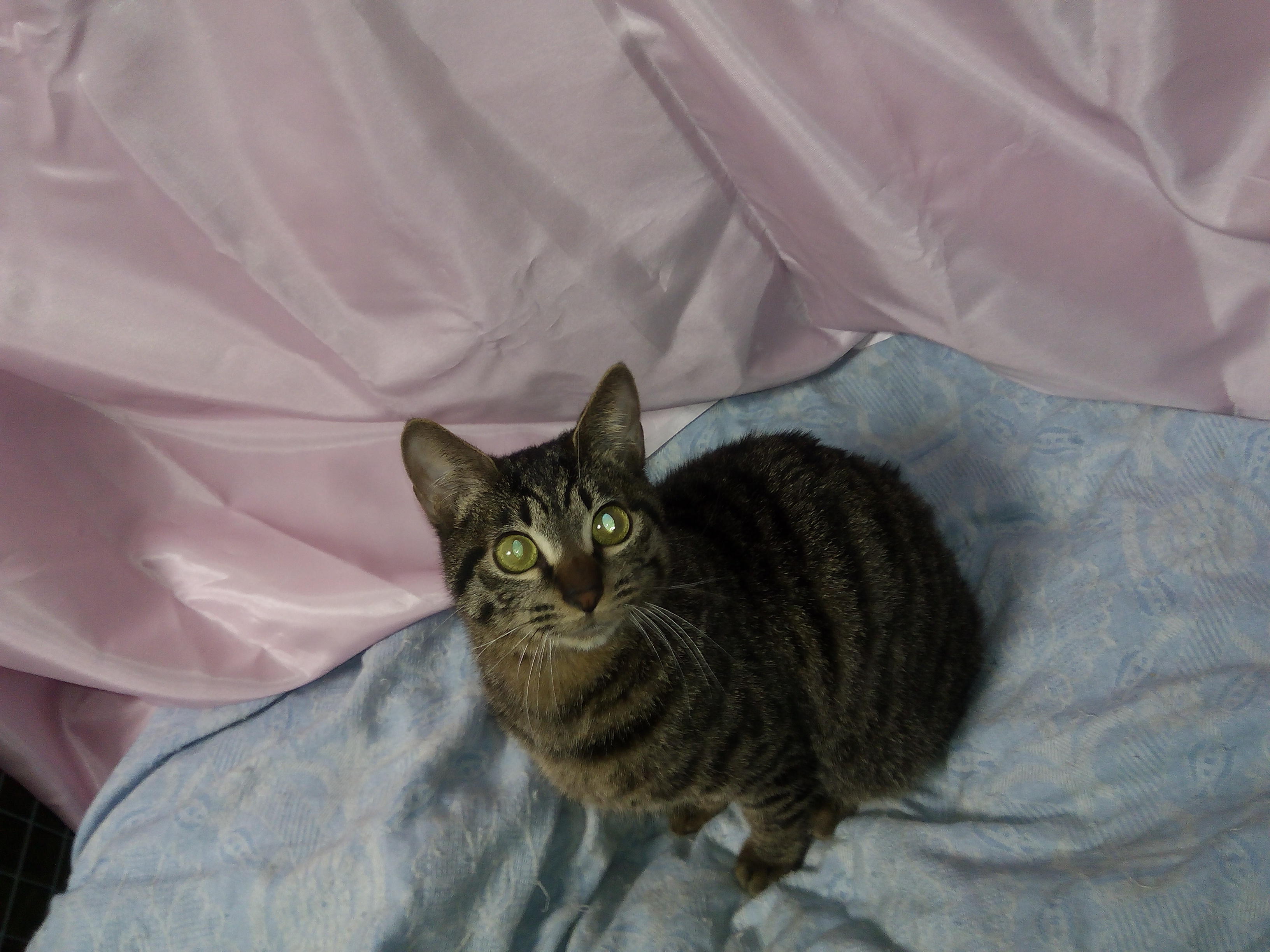 わんにゃんサイトの猫の写真