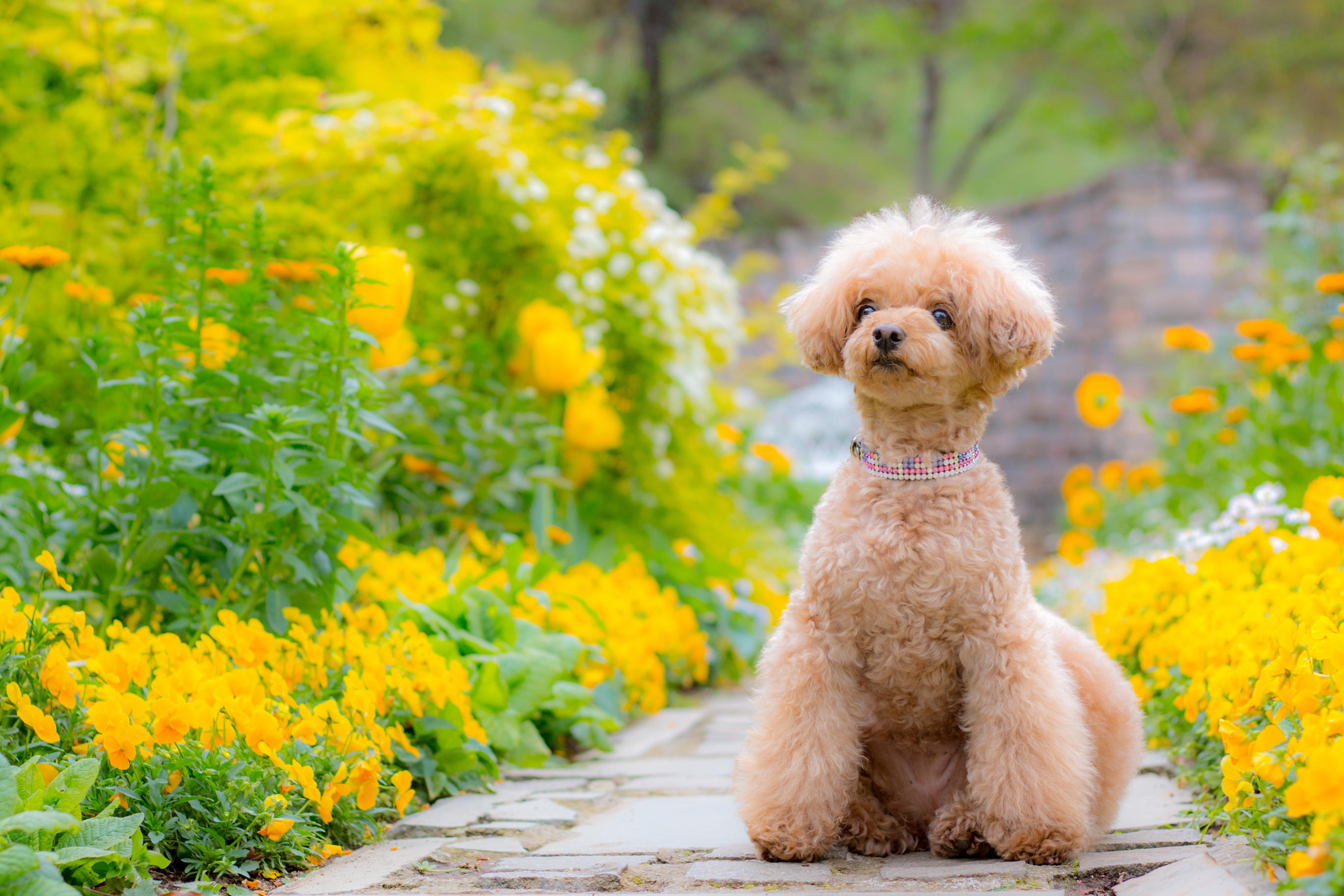 わんにゃんサイトの犬の写真
