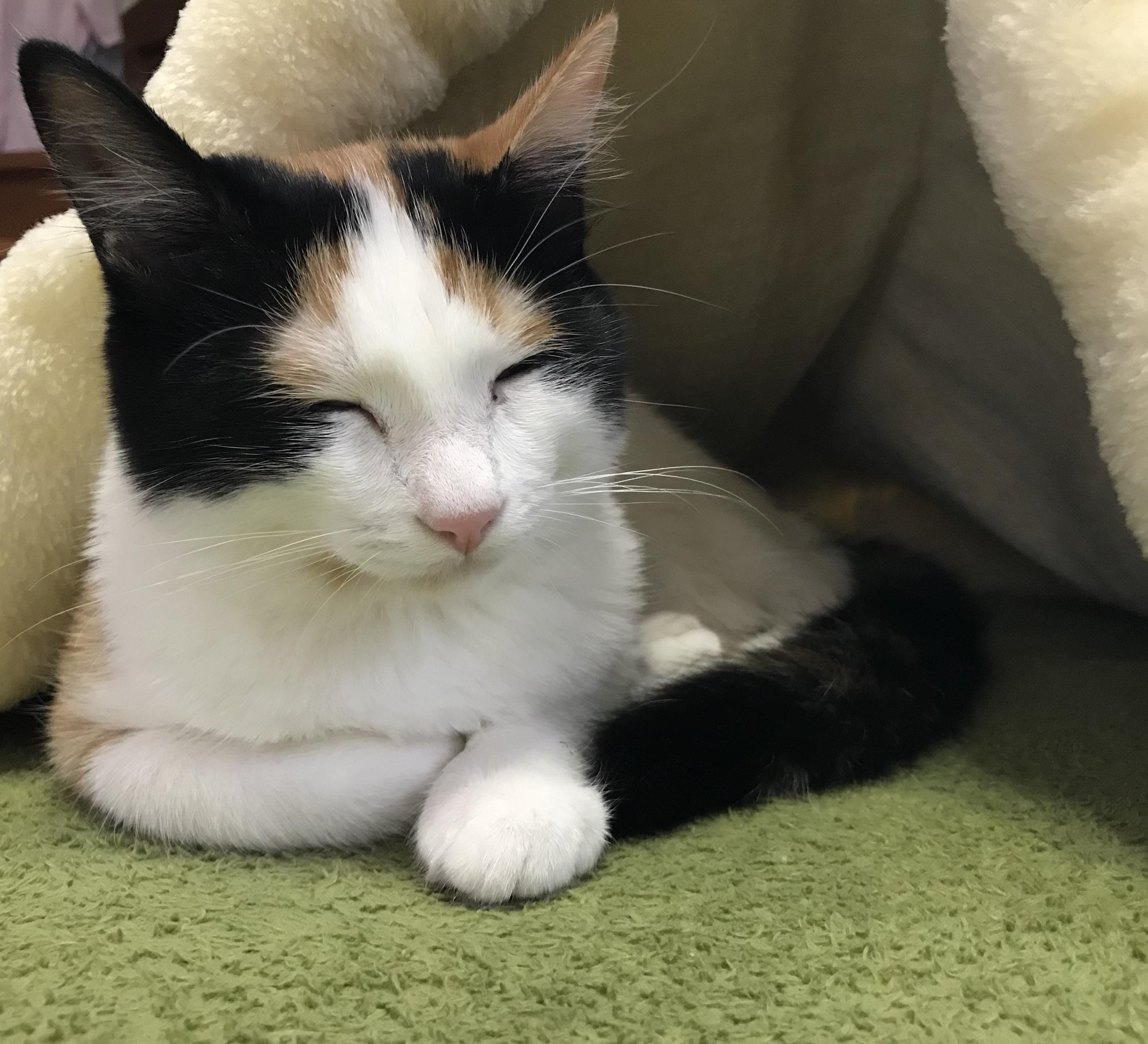 わんにゃんサイトの猫の写真