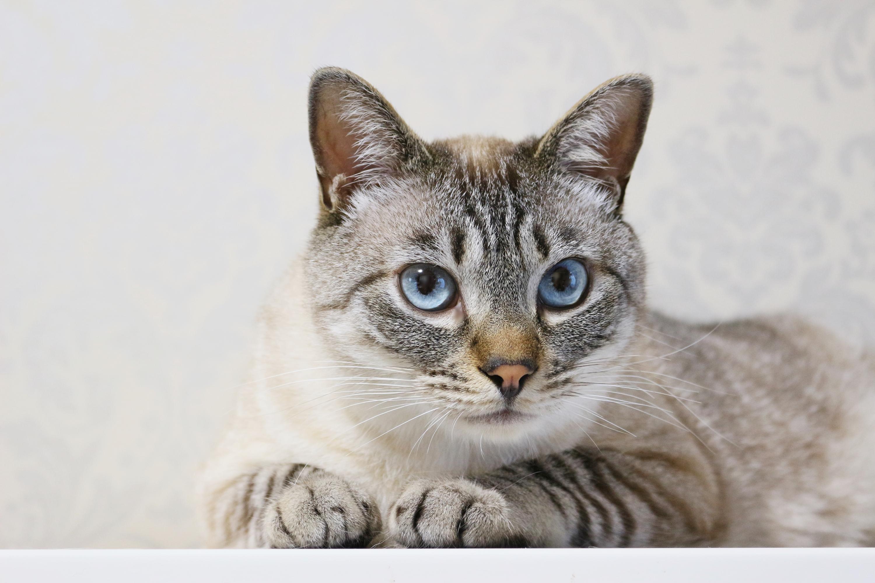 わんにゃんサイトの猫の写真