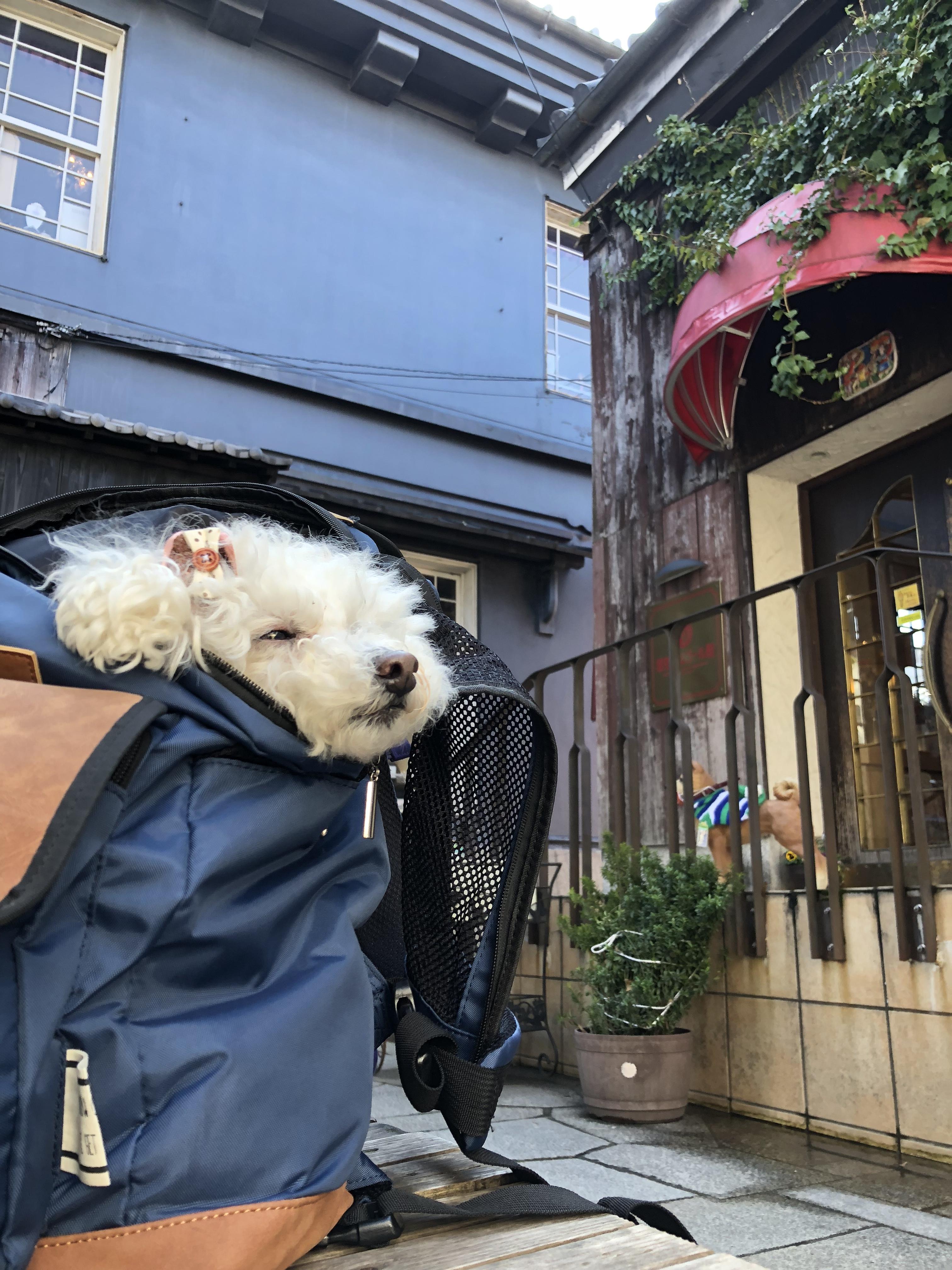 わんにゃんサイトの犬の写真