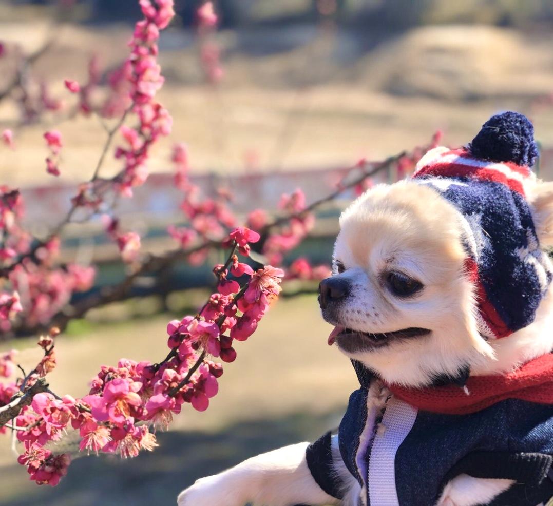 わんにゃんサイトの犬の写真