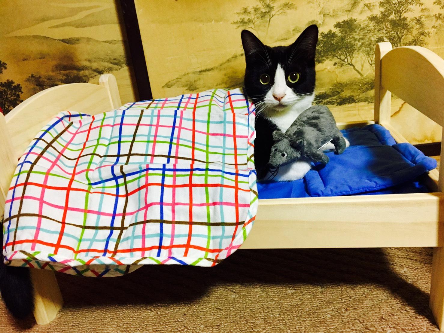 わんにゃんサイトの猫の写真