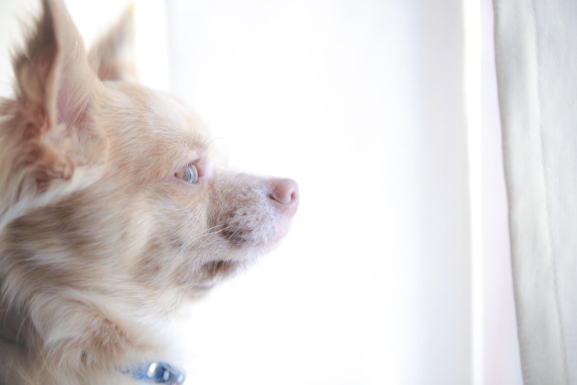 わんにゃんサイトの犬の写真