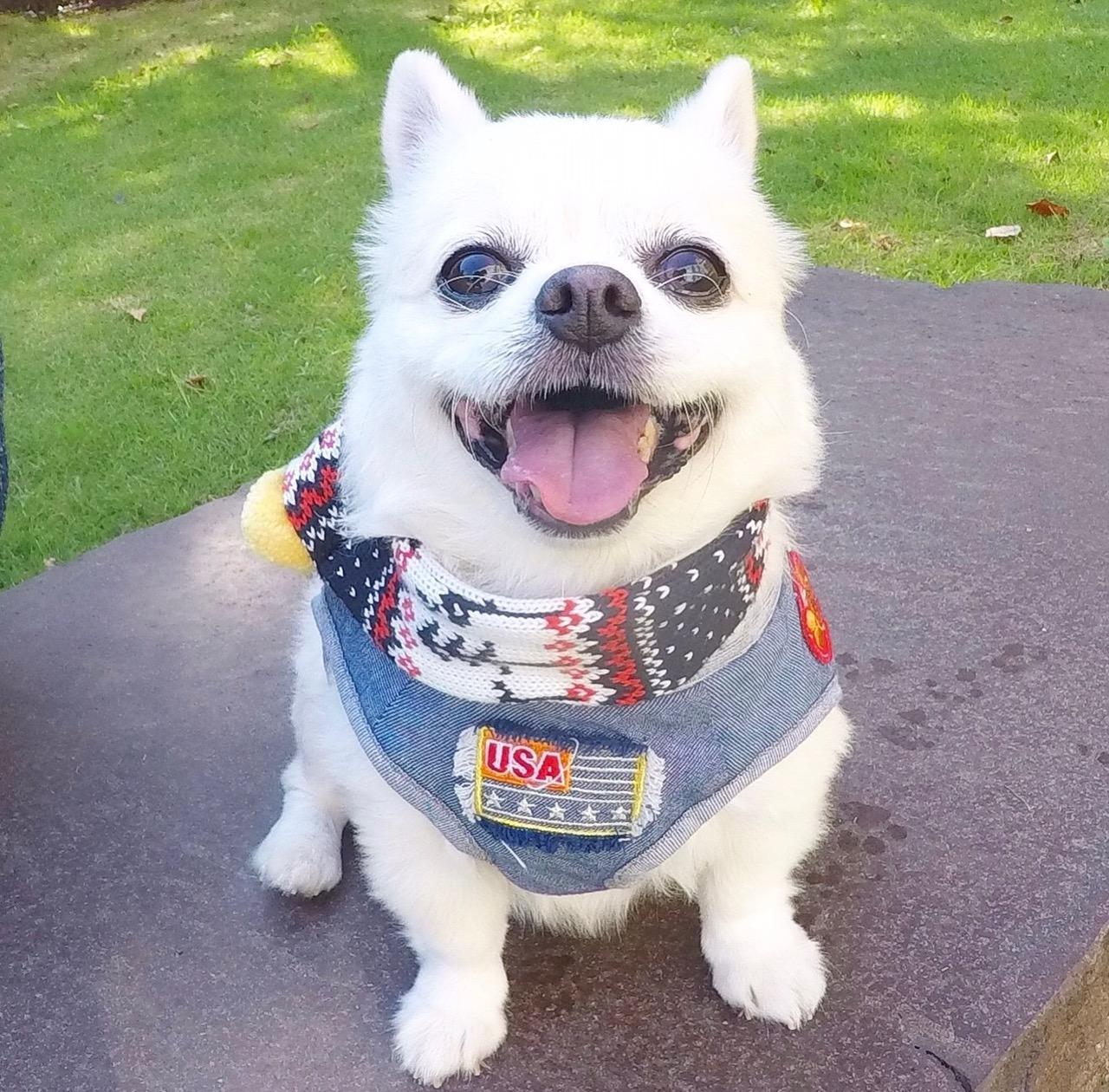 わんにゃんサイトの犬の写真