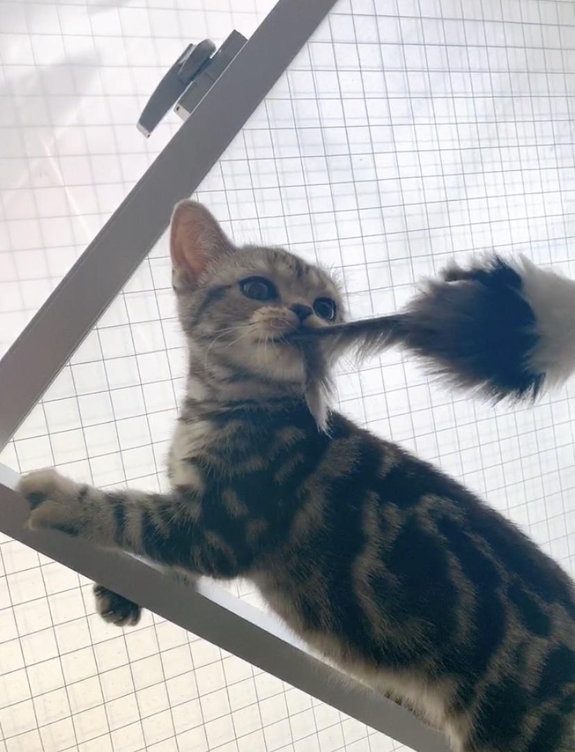 わんにゃんサイトの猫の写真