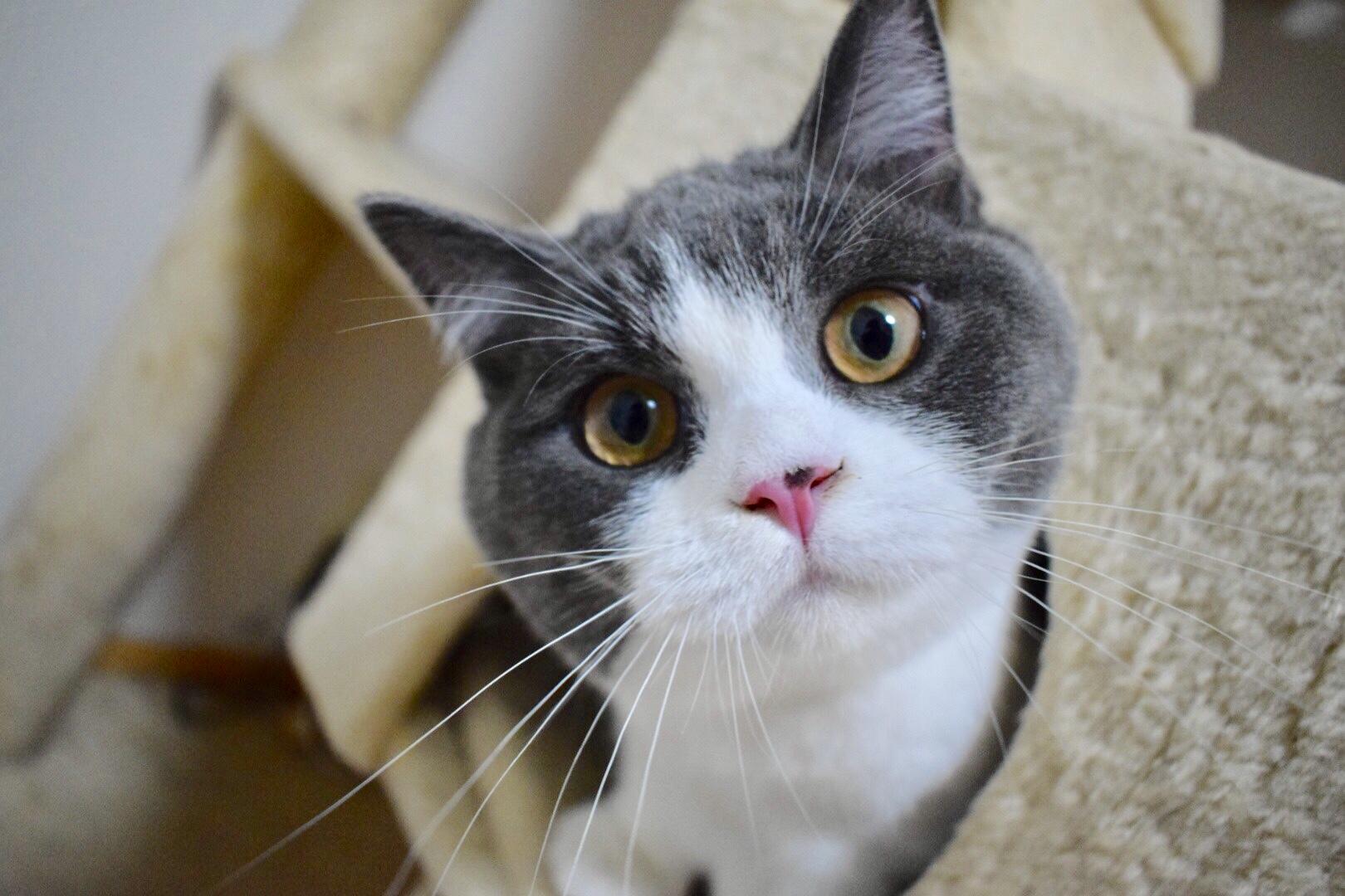 わんにゃんサイトの猫の写真