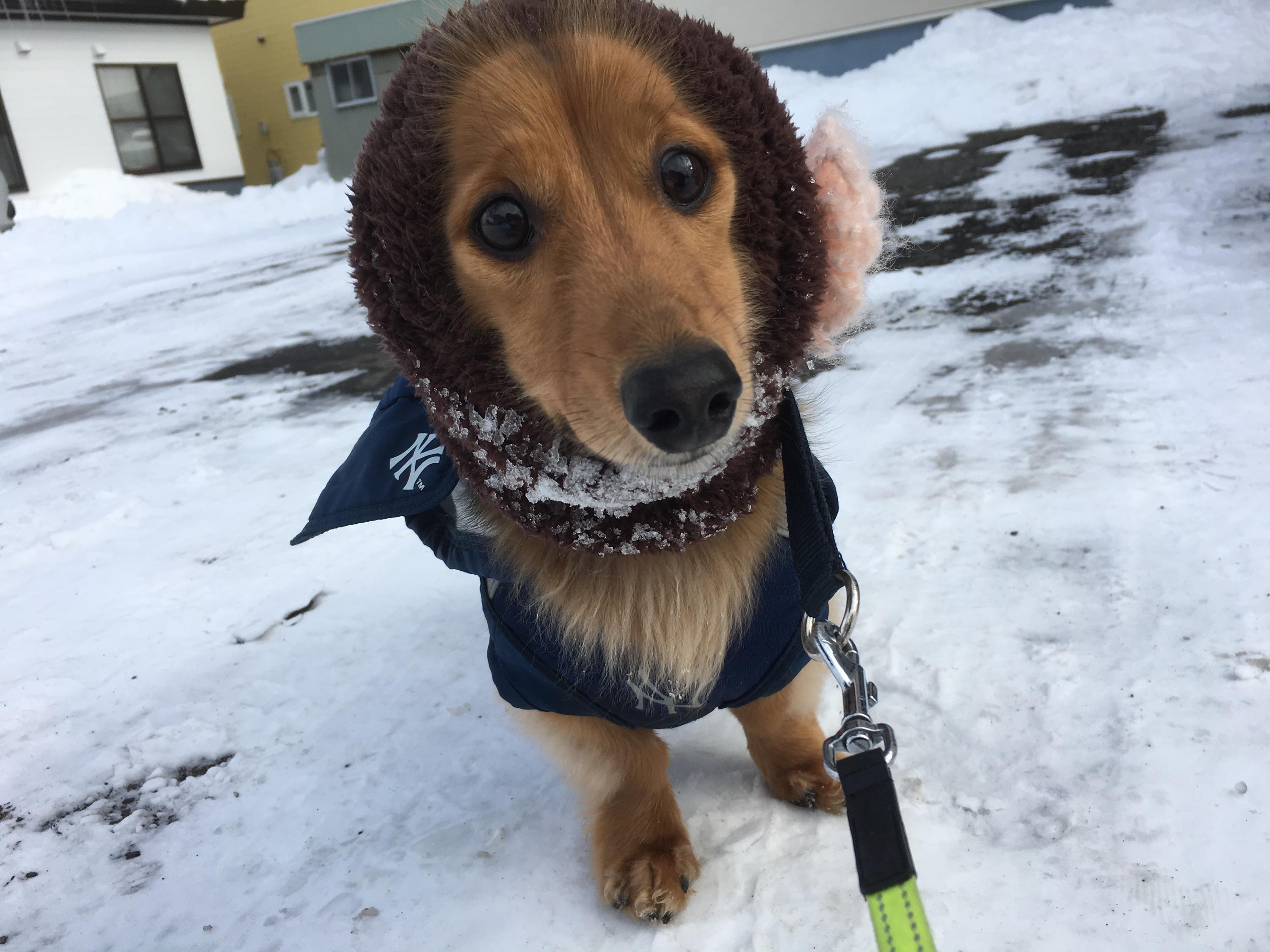 わんにゃんサイトの犬の写真
