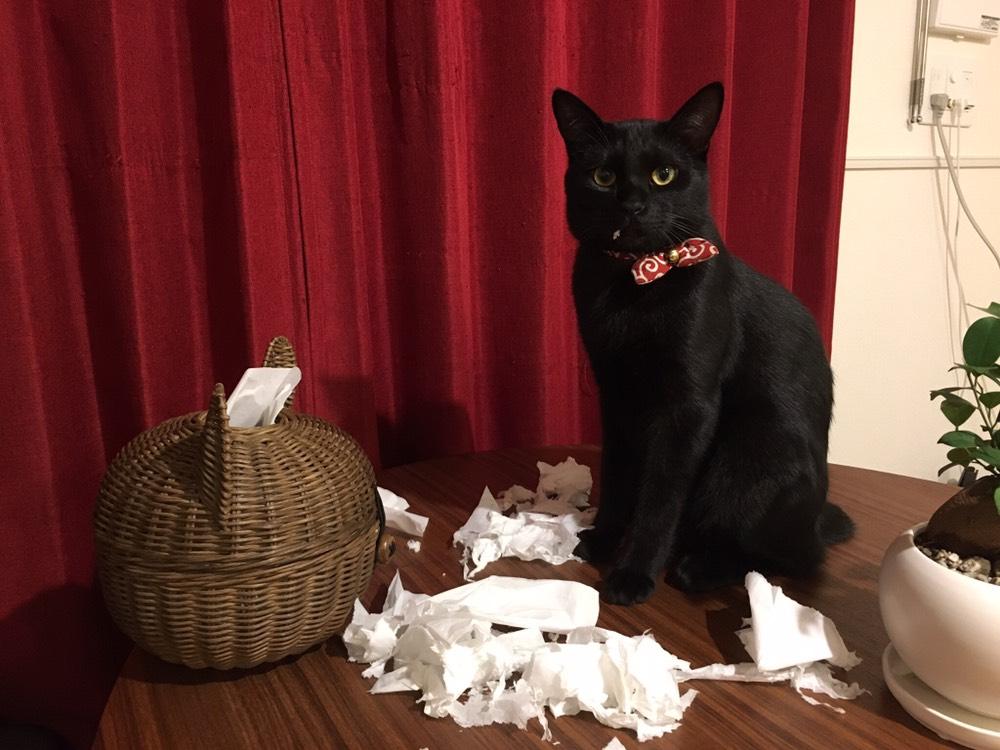 わんにゃんサイトの猫の写真