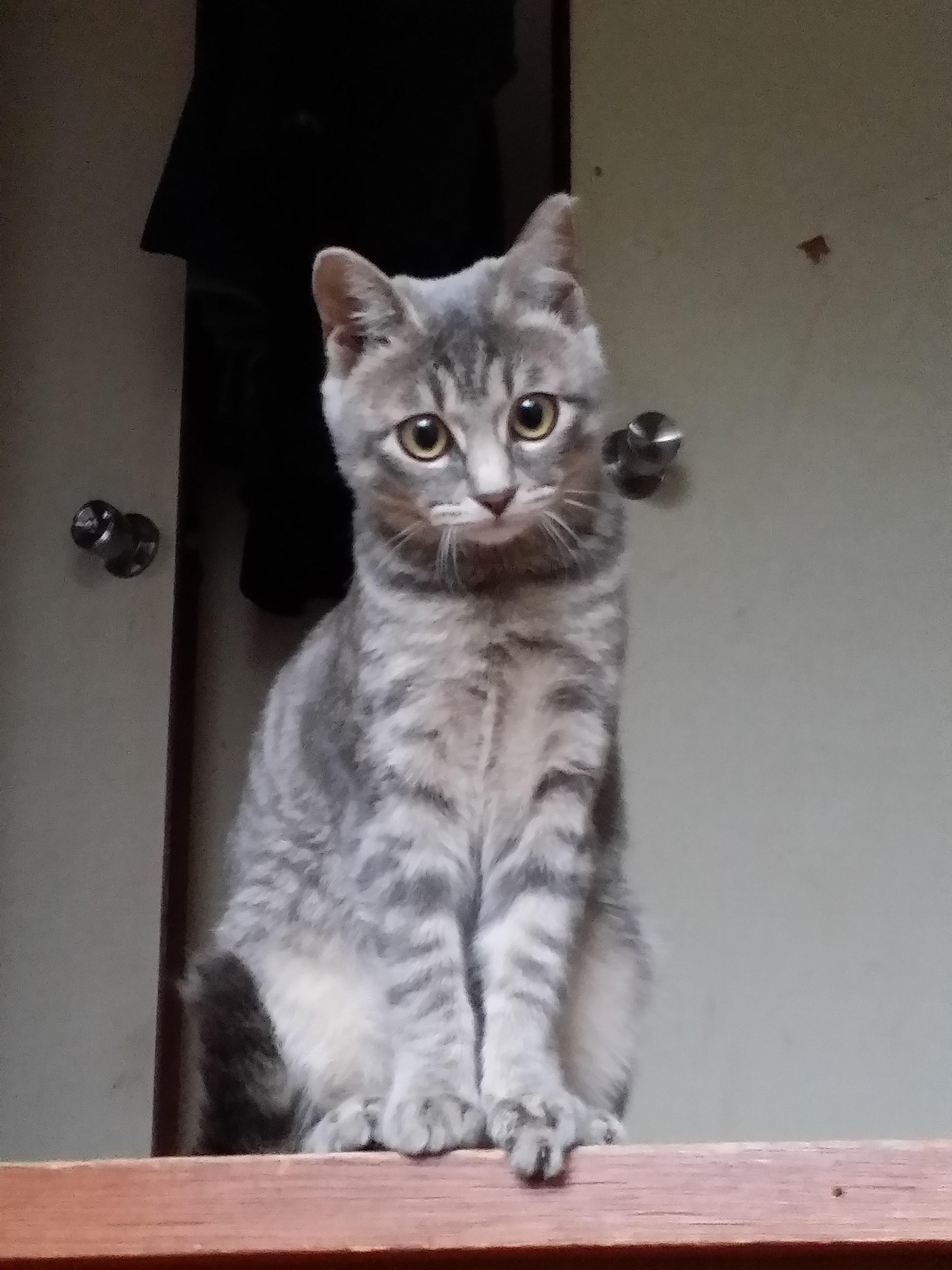 わんにゃんサイトの猫の写真